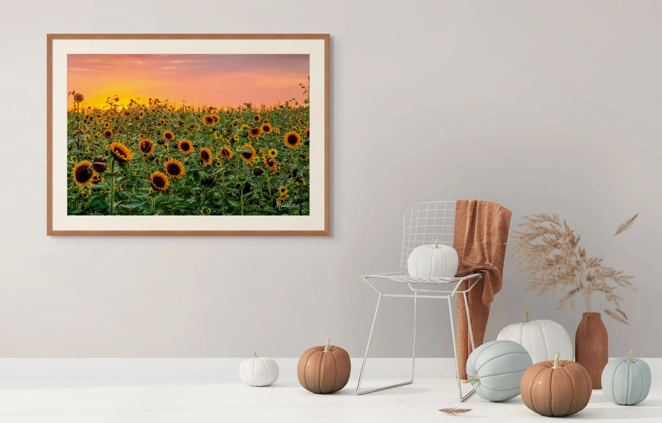 sunflower sunset-full (2).jpg