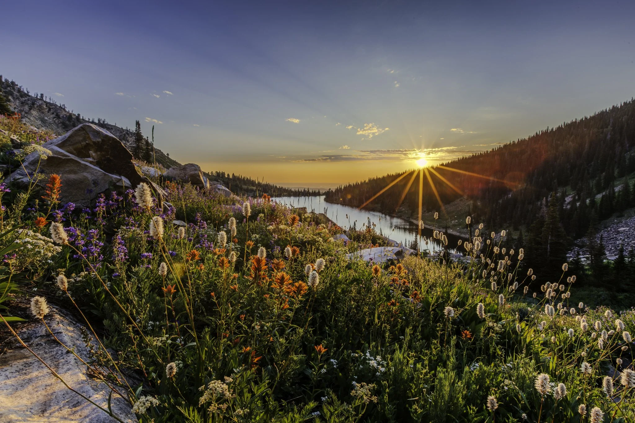 Indian Paintbrush, Penstemon, and other wildflowers adorn the mountainside overlooking Lake Cleveland