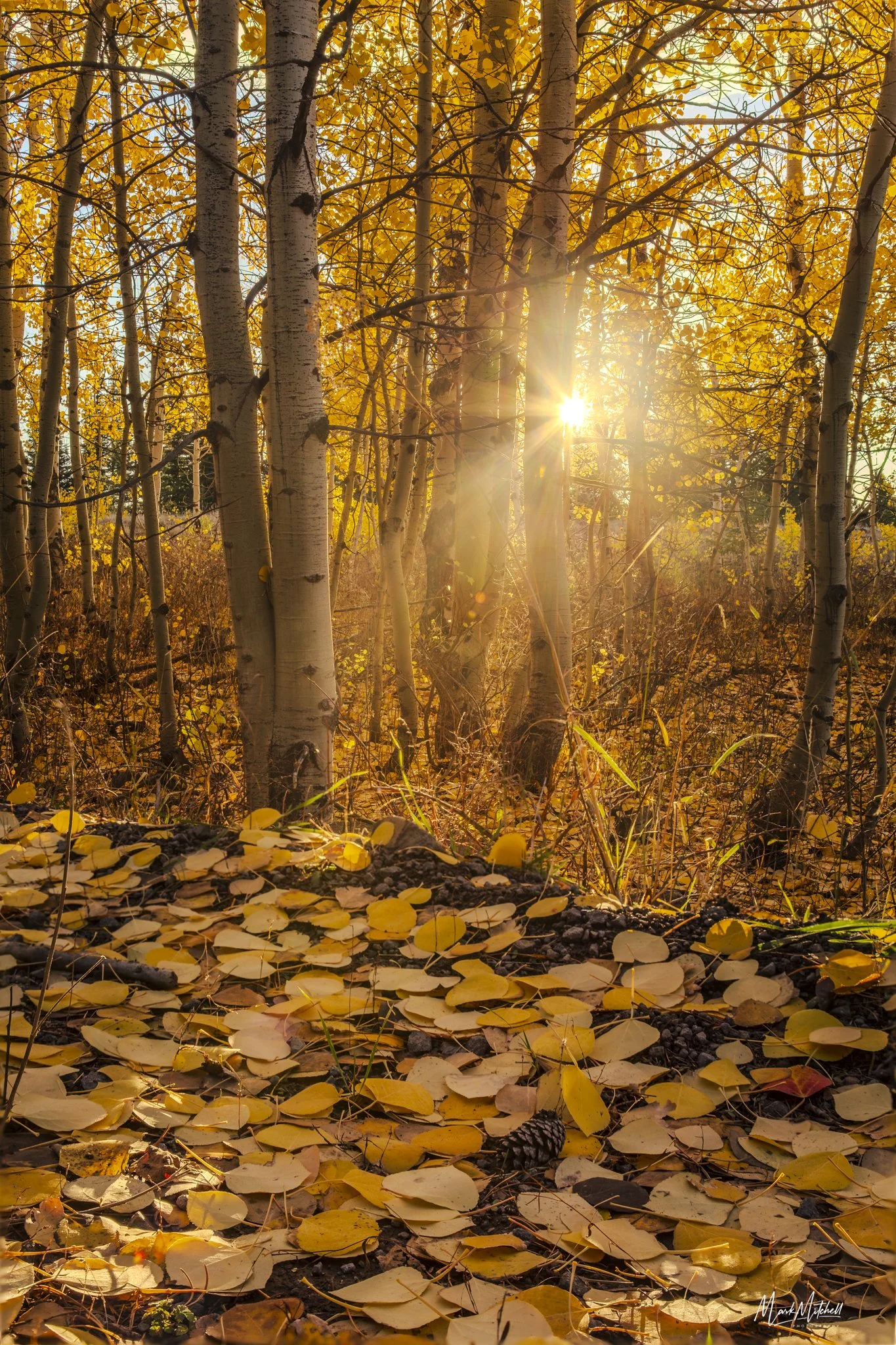 Sunlight through the Aspen grove | South Hills, Idaho
