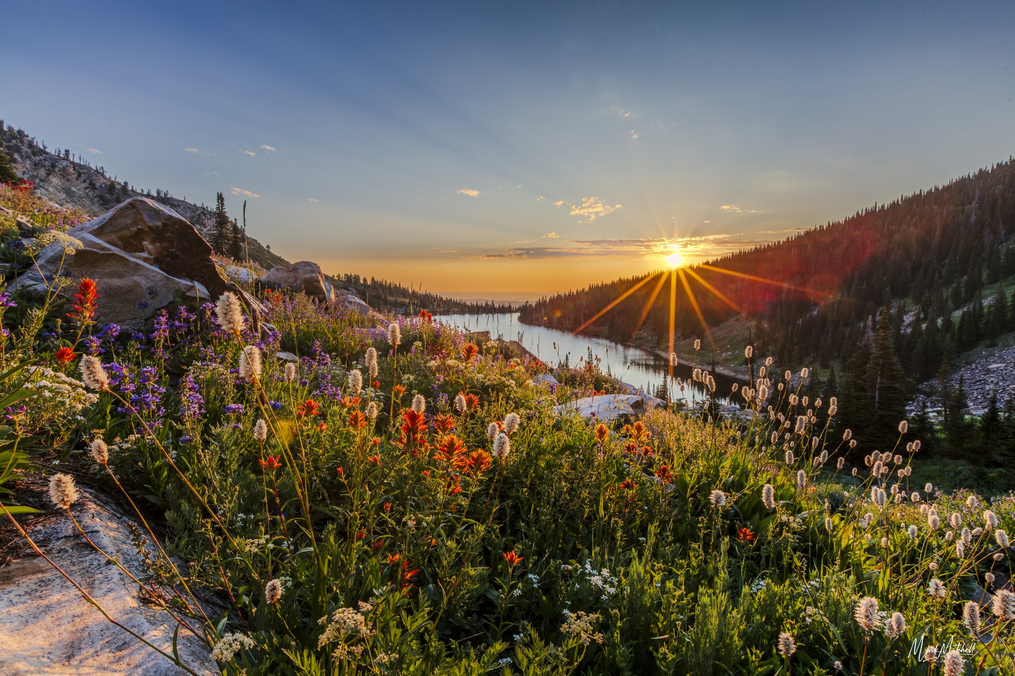 Wildflowers at Lake Cleveland | Albion, Idaho