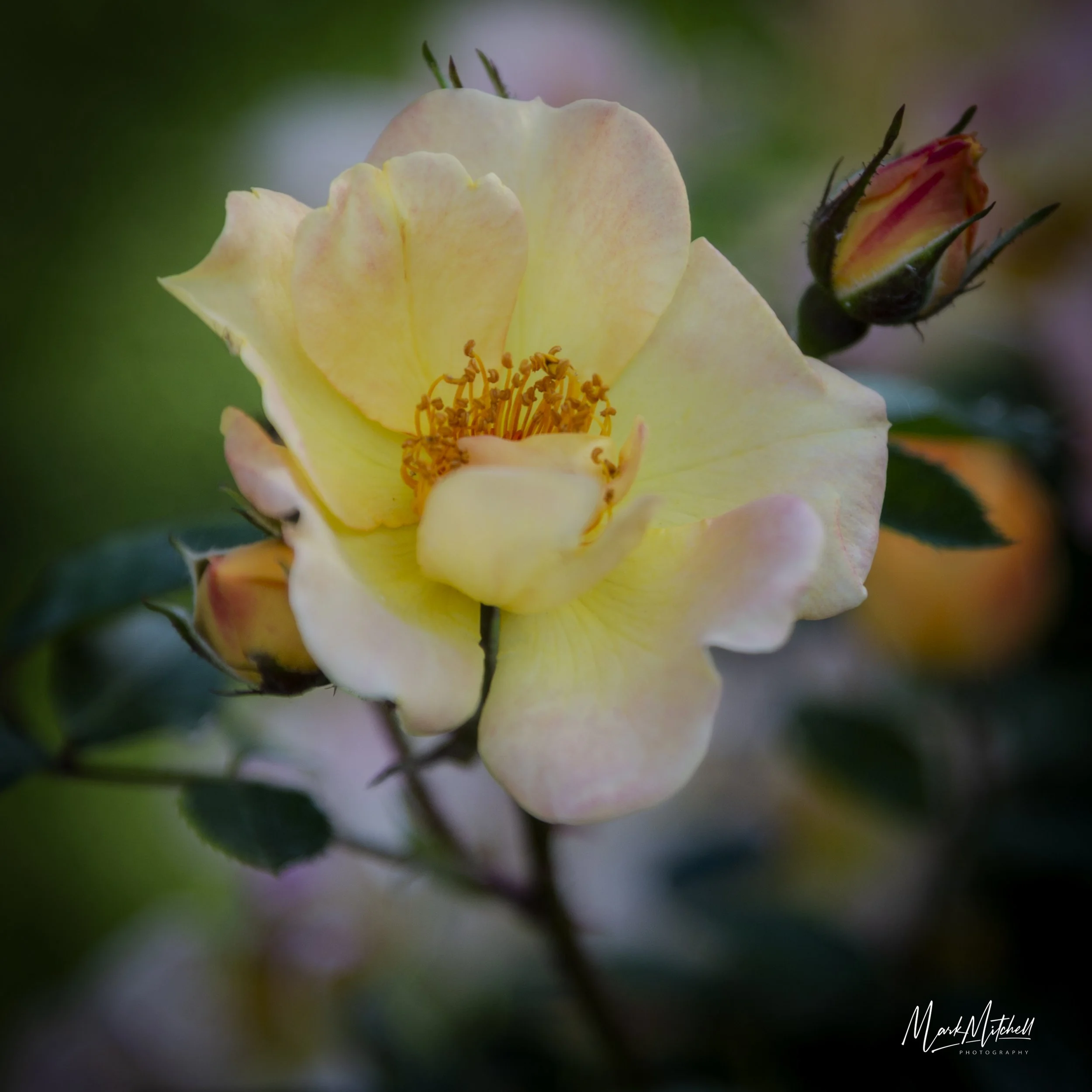 Harison's Yellow Rose | Floral Fine Art Print