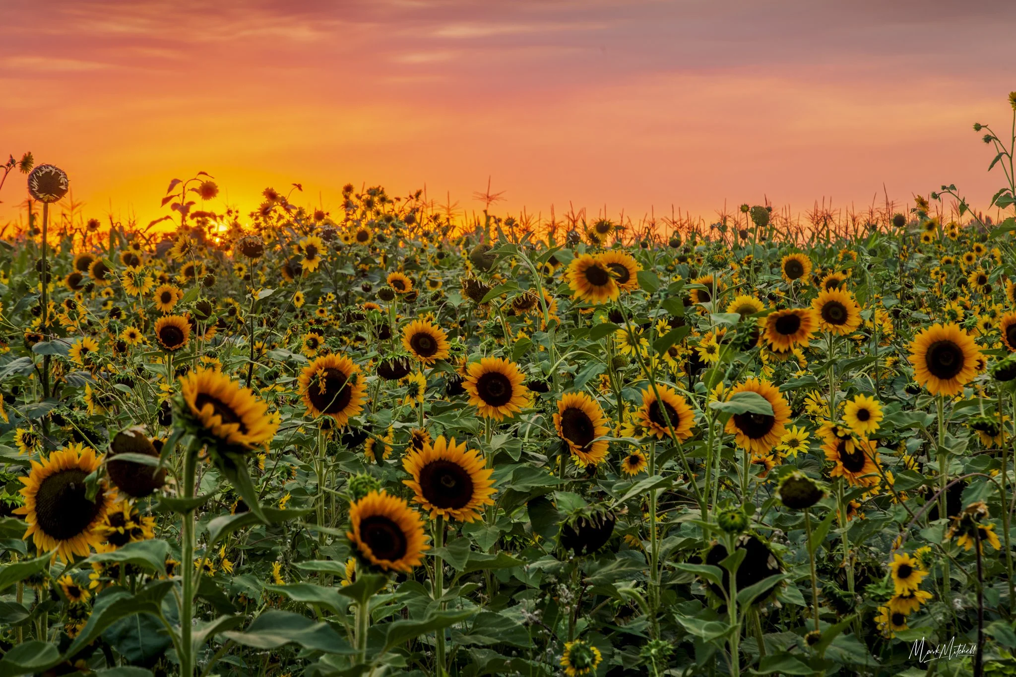 Sunflower Sunset | Southern Idaho Landscape Fine Art Print