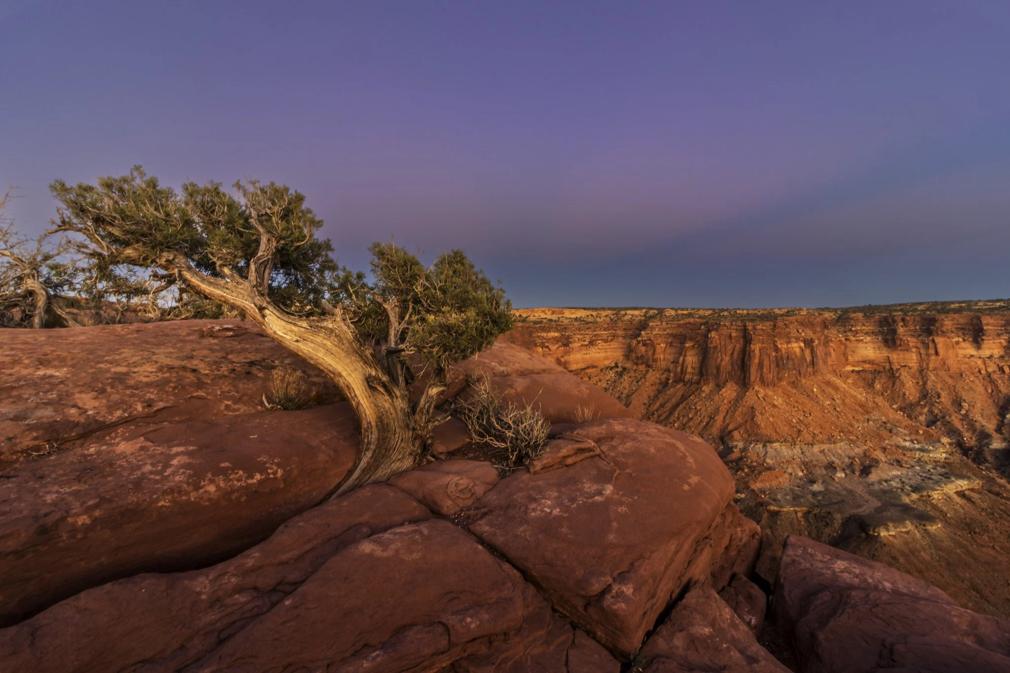 Juniper at Canyonlands National Park | Southern Utah Landscape Fine Art Print