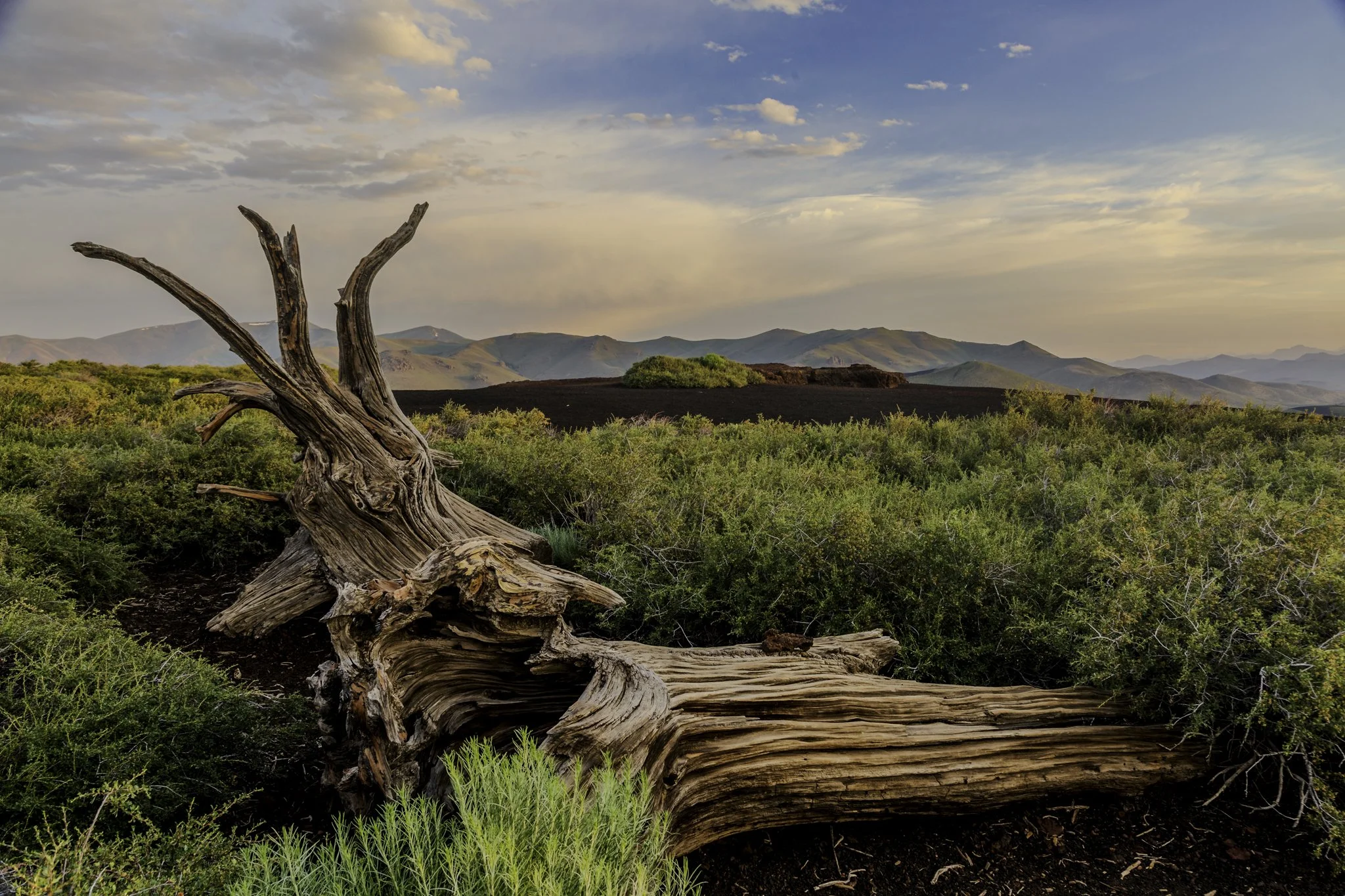The Pioneer Mountains create a majestic backdrop for a well weathered fallen tree at the top of Inferno Cone in the Craters of the Moon National Park