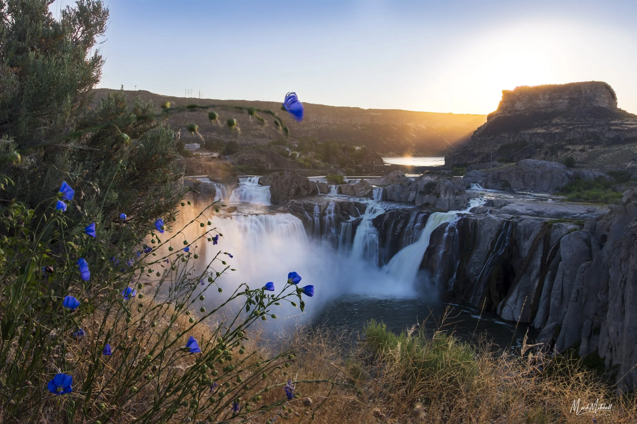 Blue flax at Shoshone Falls | Twin Falls, Idaho