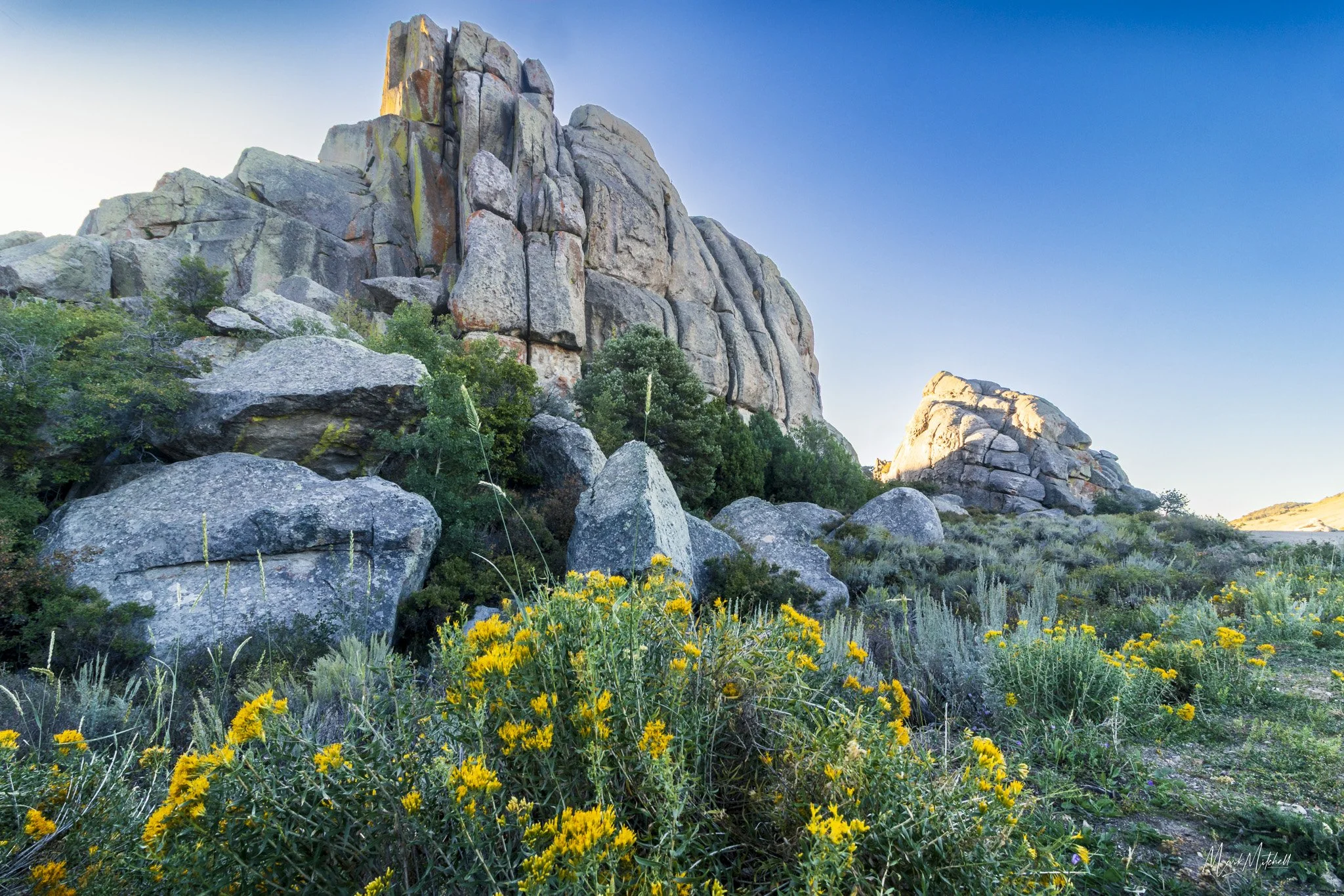 City of Rocks Wildflowers