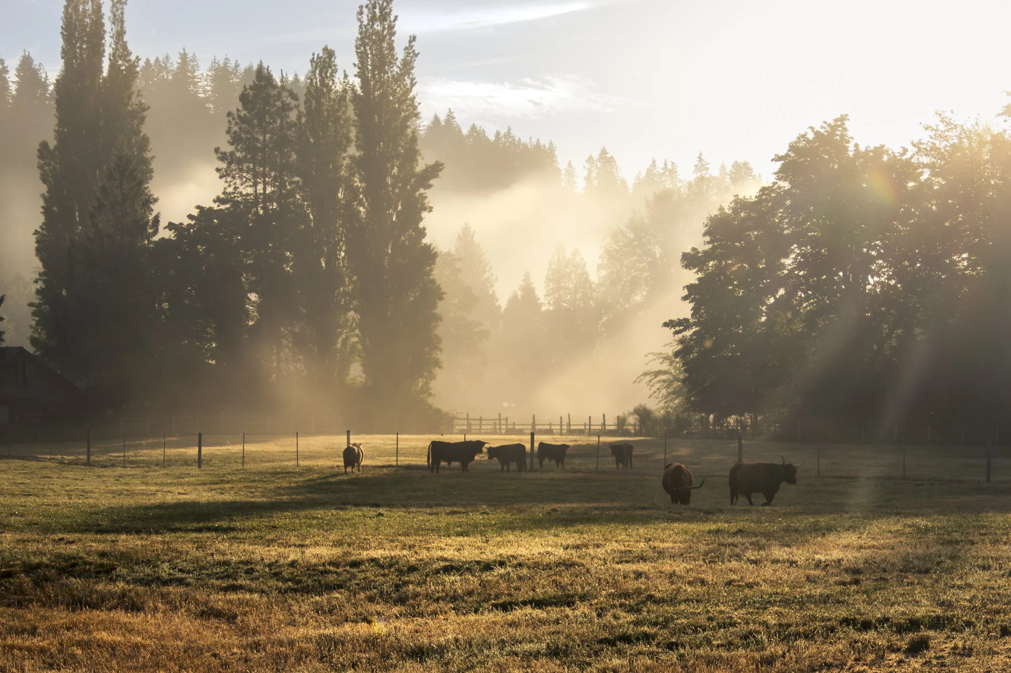 Green River Valley Misty Morning | Western Washington Landscape Fine Art Print