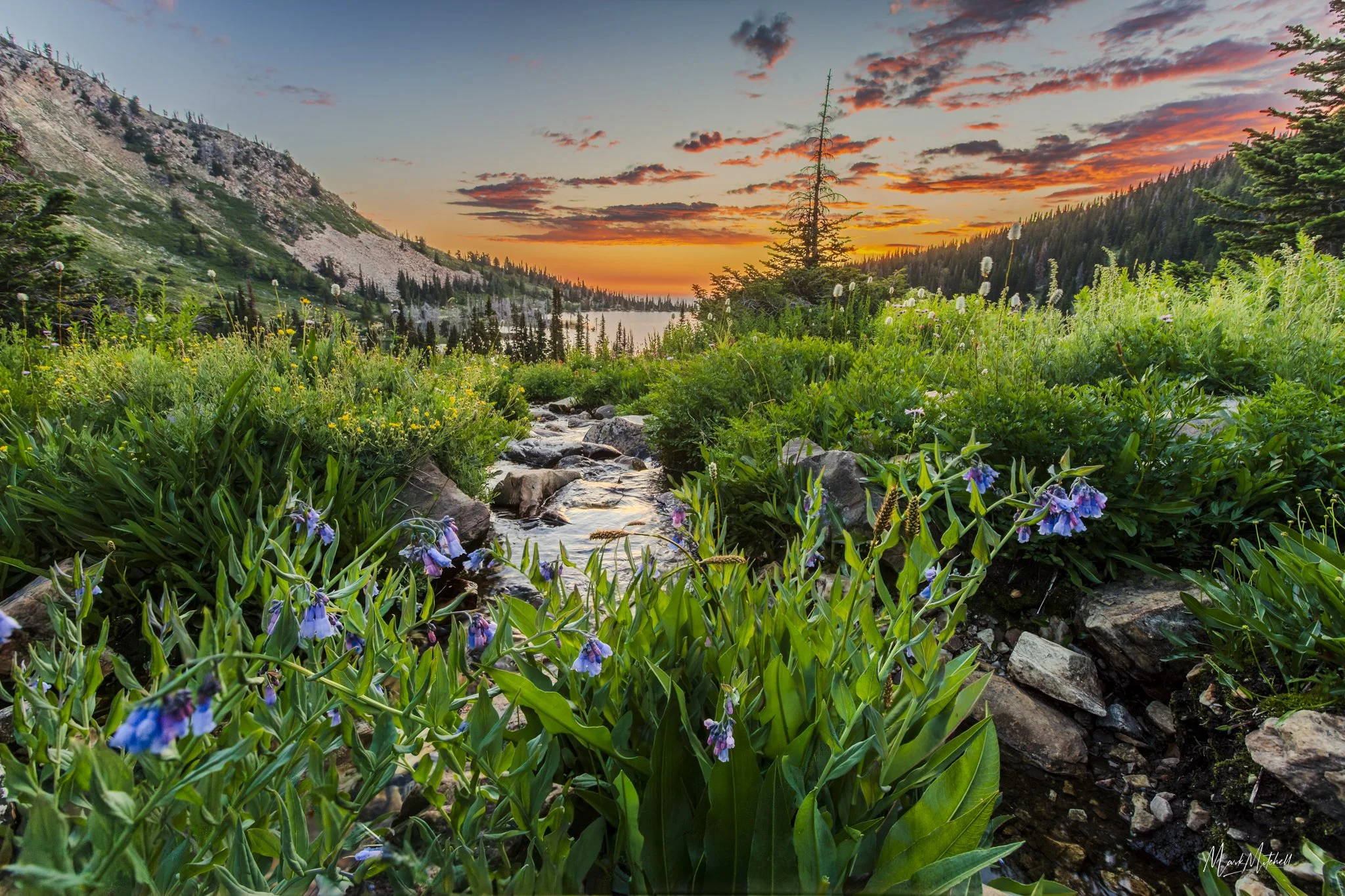 Idaho Bluebells at Lake Cleveland  | Southern Idaho Landscape Fine Art Print