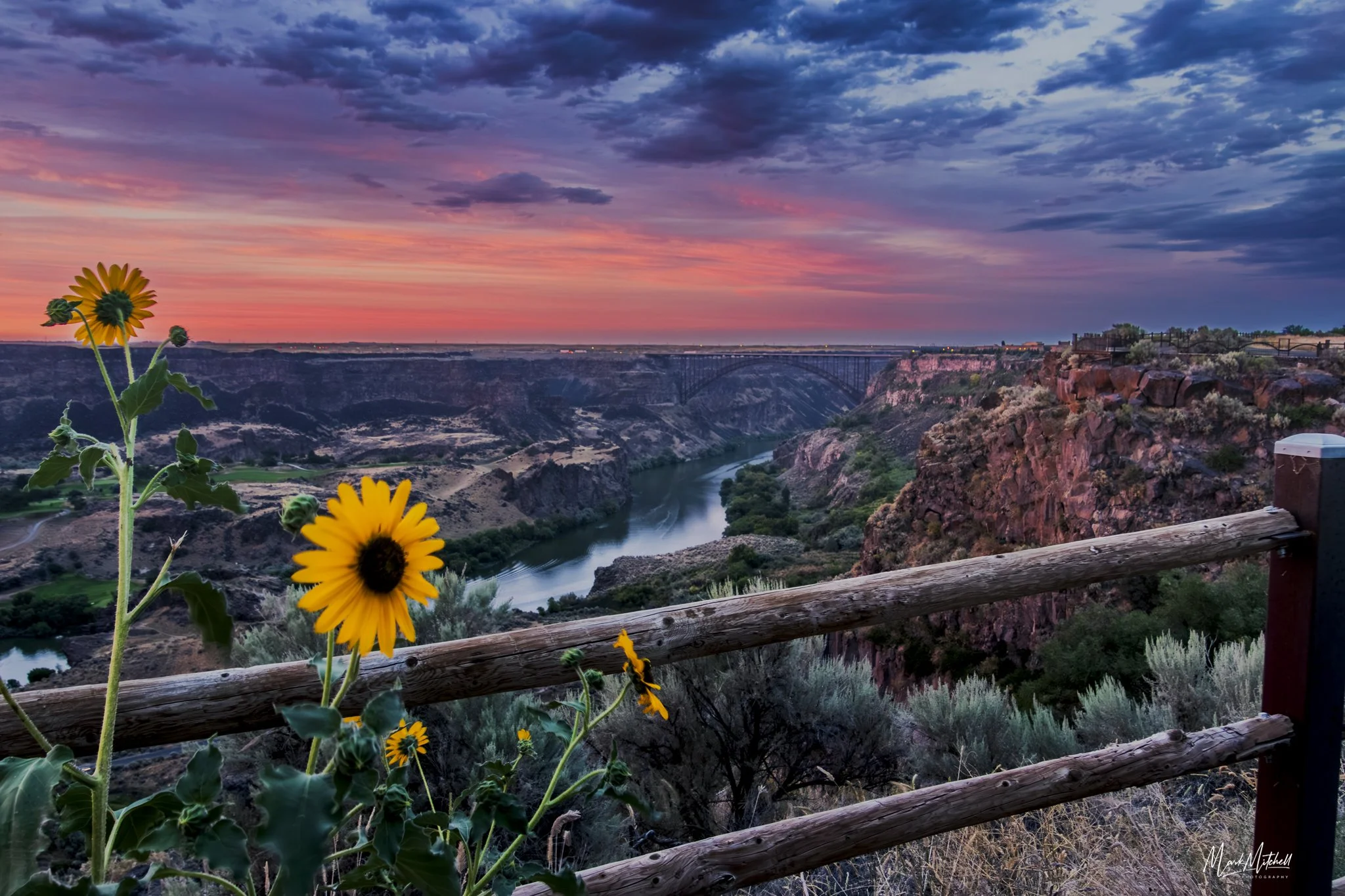 Sunflowers at the Canyon Rim Trail | Perrine Bridge, Twin Falls, Idaho