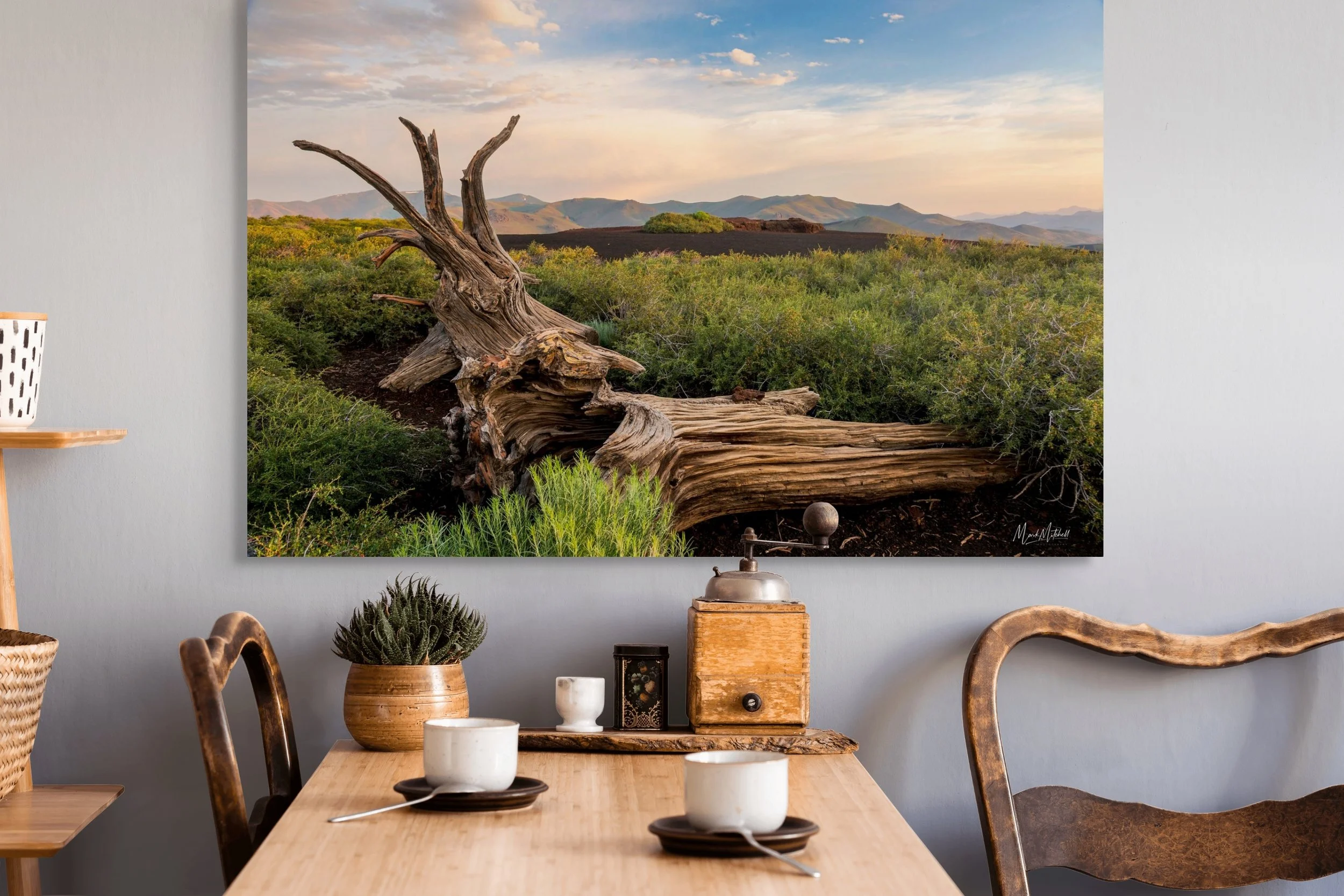 weathered fallen tree at inferno cone-full (1).jpg