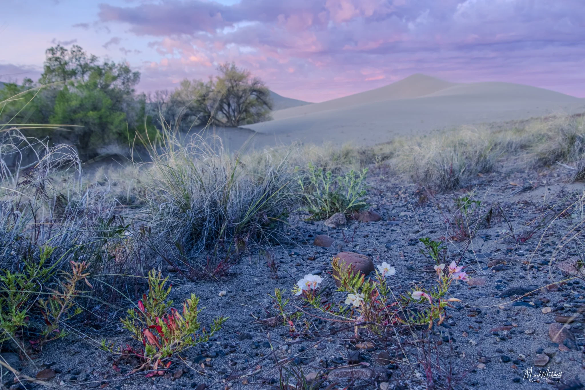 Wildflowers at Bruneau Dunes-Topaz-Gigapixel-2X-2.jpg