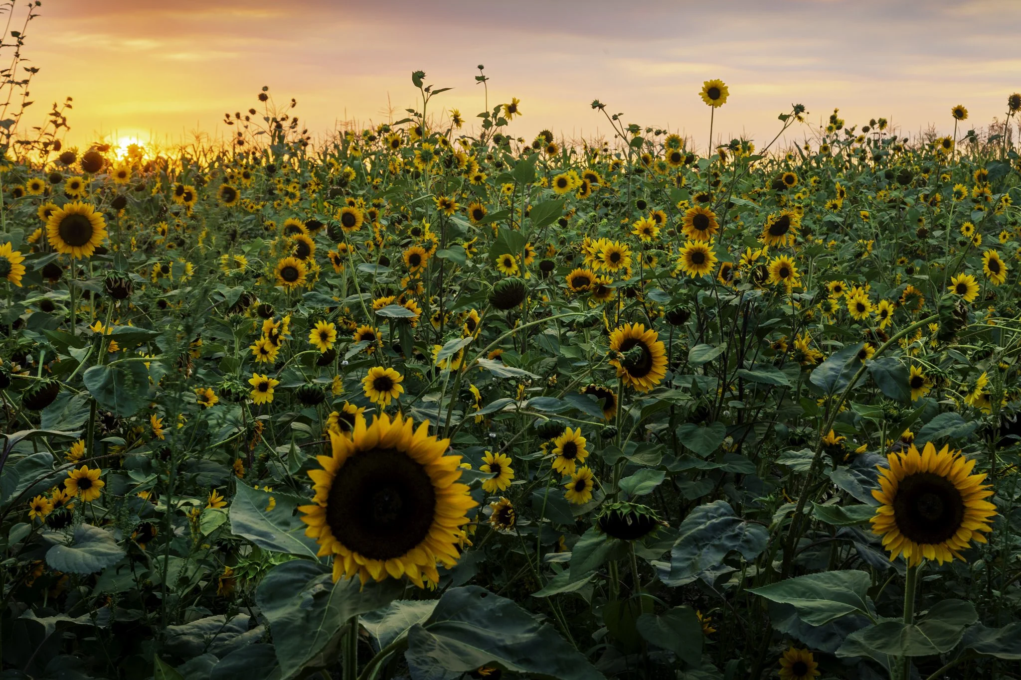 Sunflowers | Southern Idaho Landscape Fine Art Print