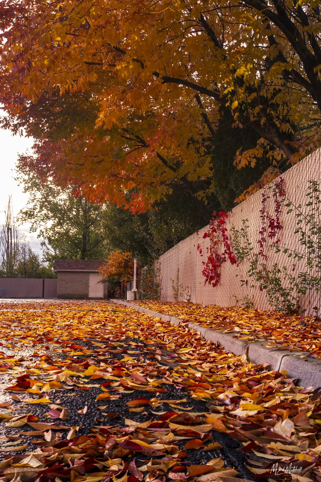 Rainy Neighborhood Fall Leaves - Twin Falls, Idaho