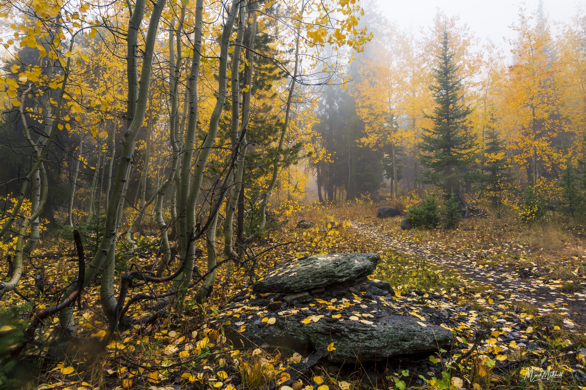 Autumn Gold and Green | South Hills, Idaho