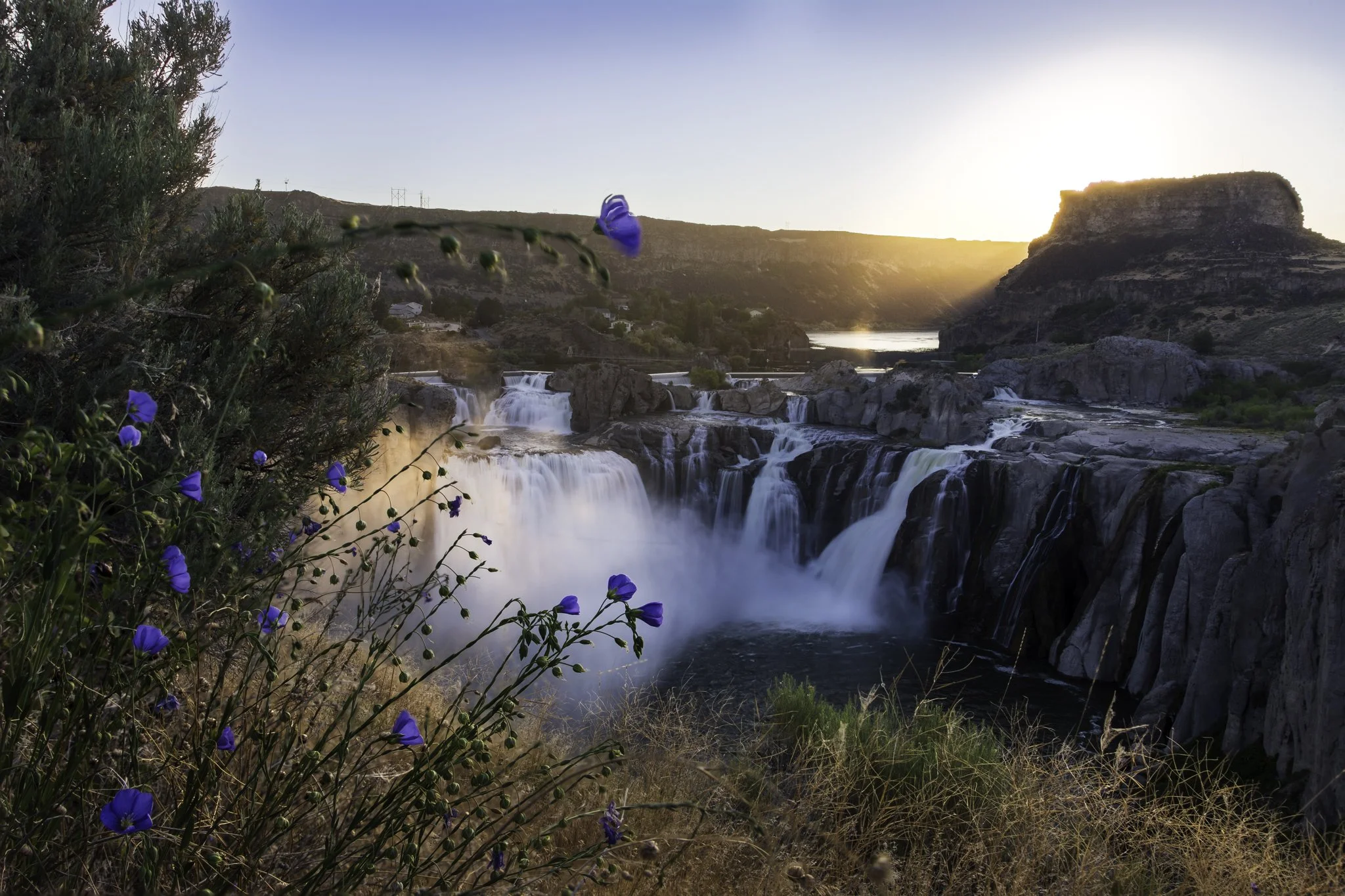 Fantastic wild blue flax greeting the rising sun as it lights up Shoshone Falls in early June