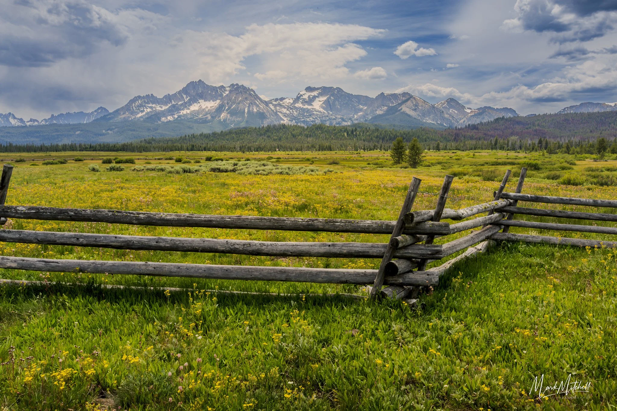 Yellow wildflowers in Stanley