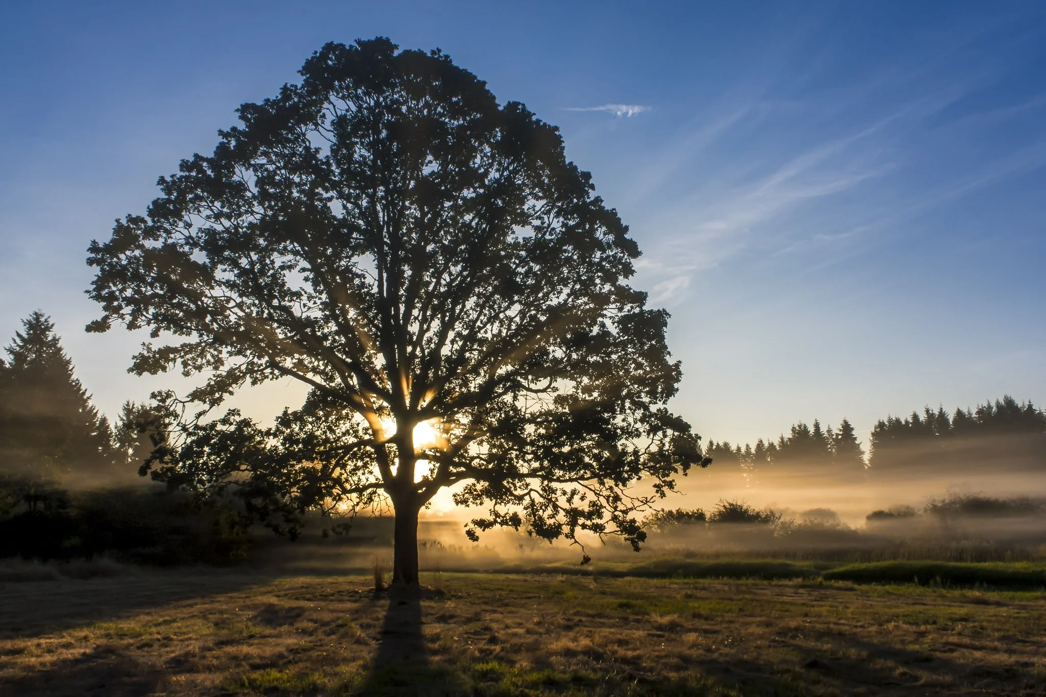 Garry Oak at McAllister Park | Western Washington Landscape Fine Art Print