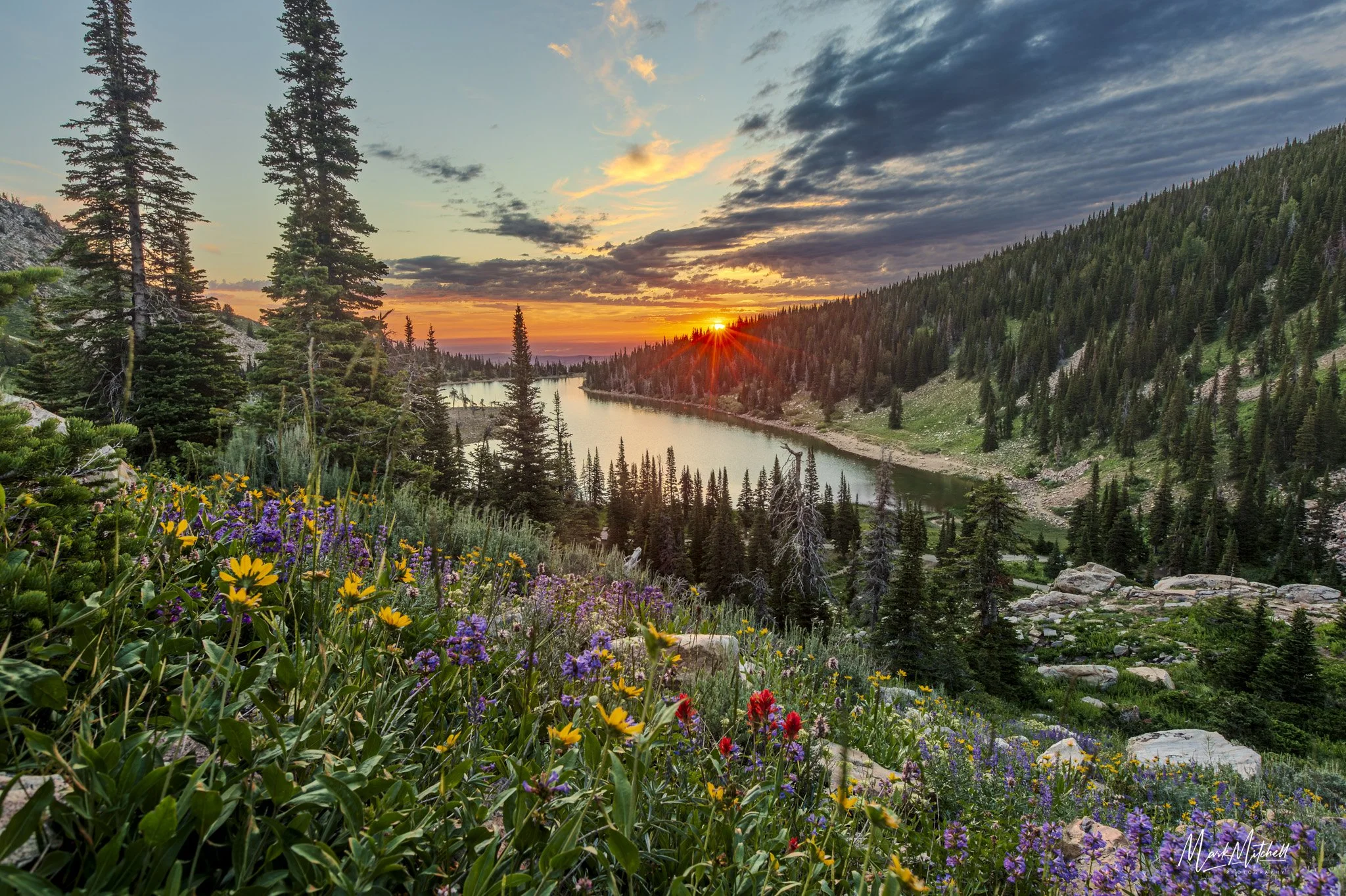 Hillside Wildflowers at Lake Cleveland