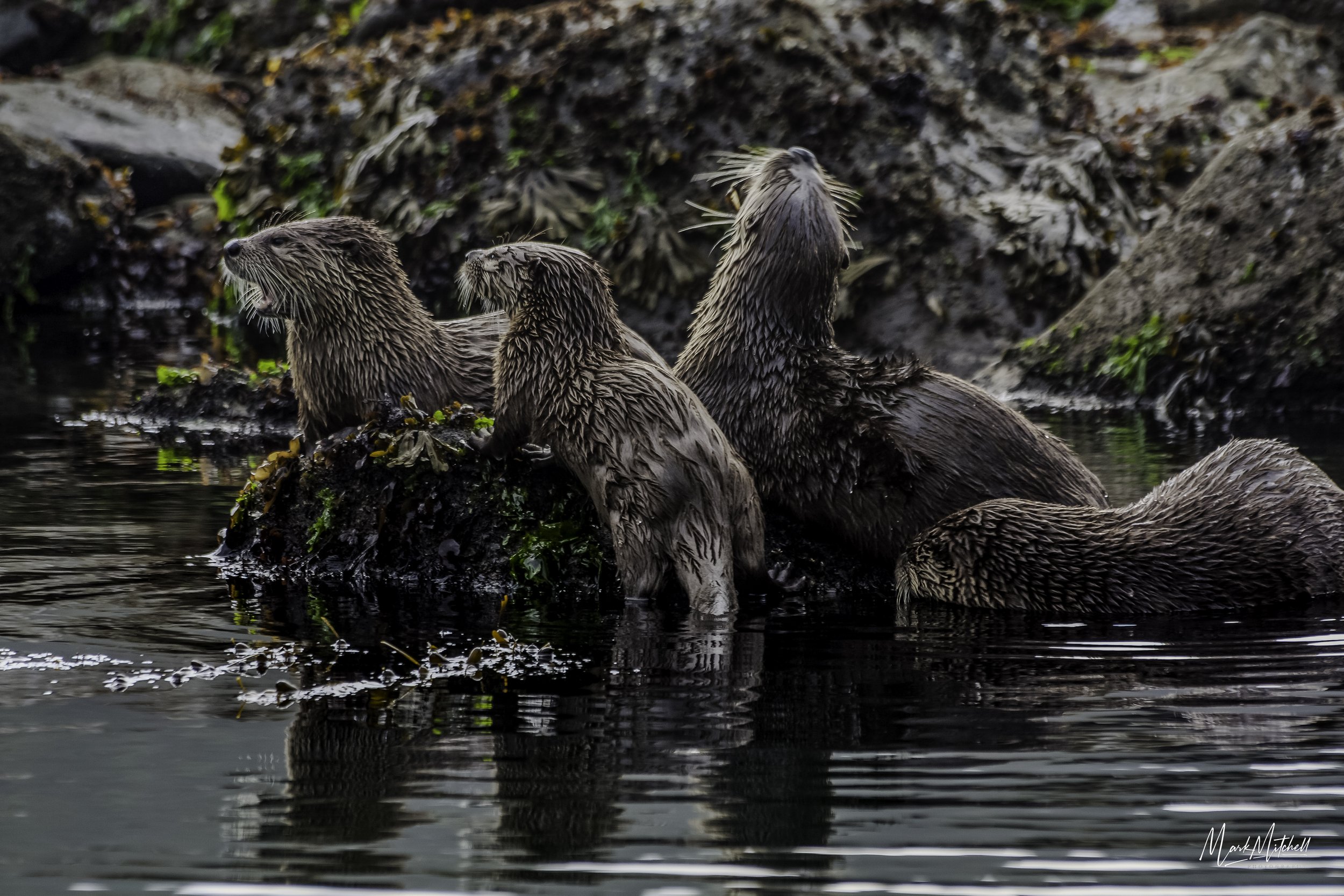 Otters at LaPush 2nd Beach, Washington | Western Washington Landscape Fine Art Print