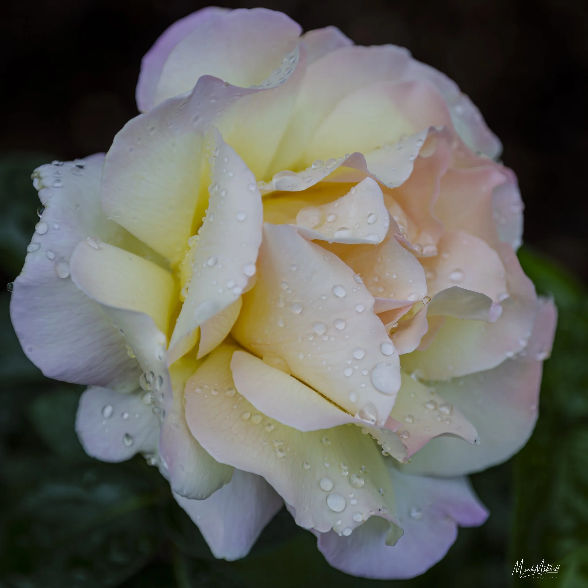 Perfect Petals | Floral Fine Art Print