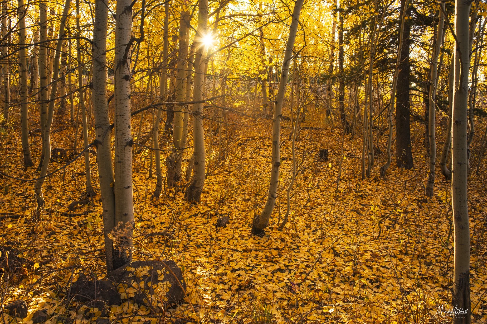 Aspen Grove Sunrise - South Hills Idaho