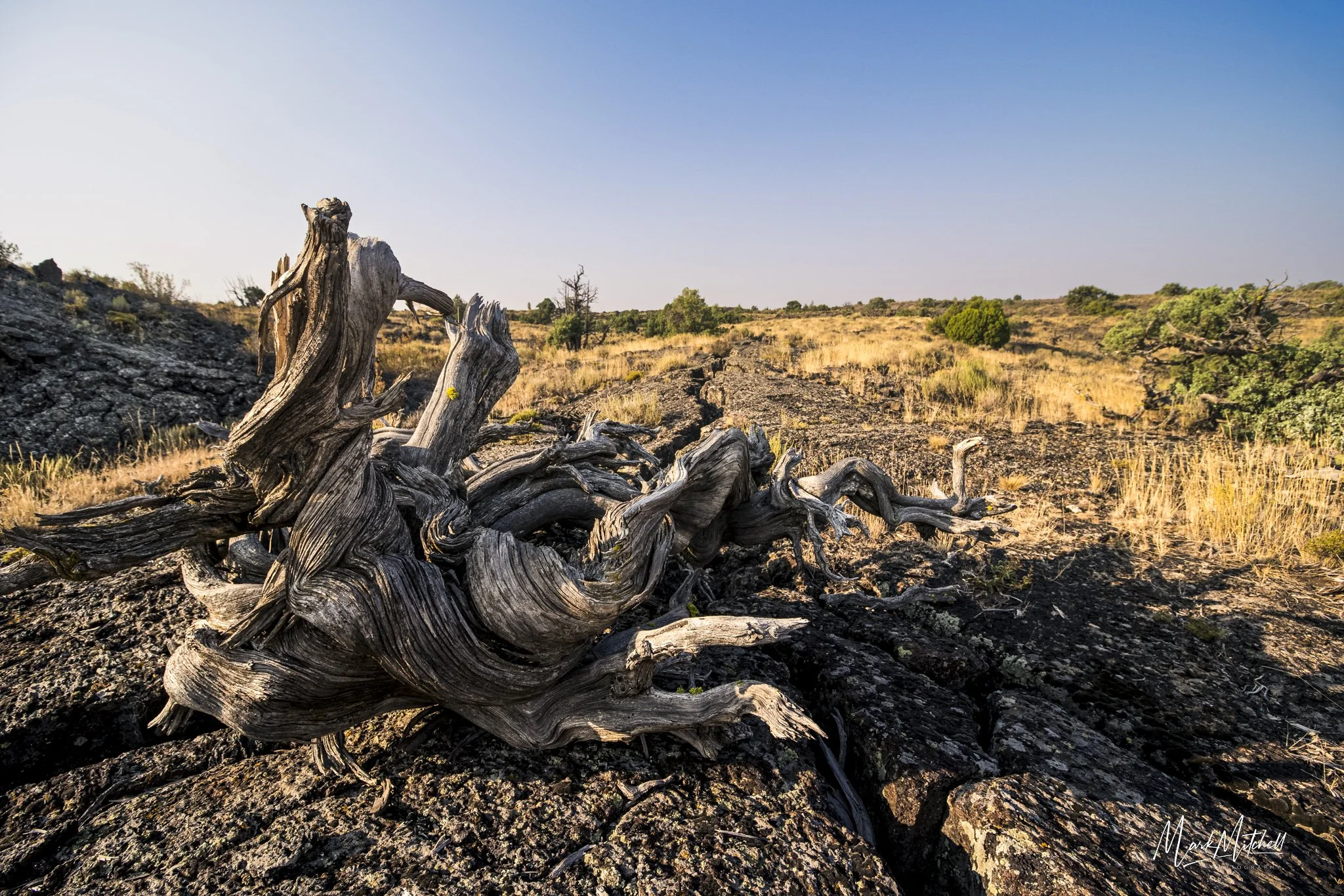 Gnarly Juniper at Hell's Half Acre