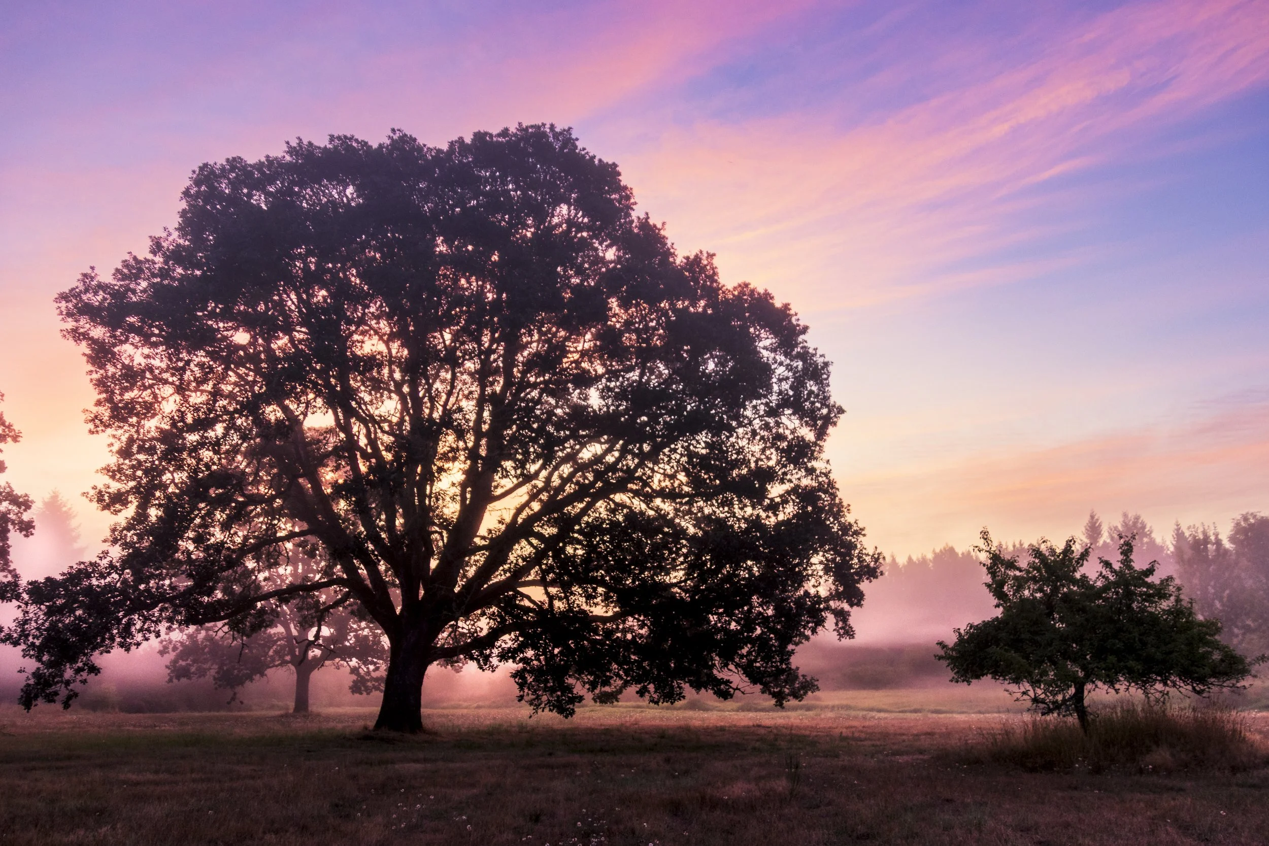 McAllister Park Sunrise | Western Washington Landscape Fine Art Print