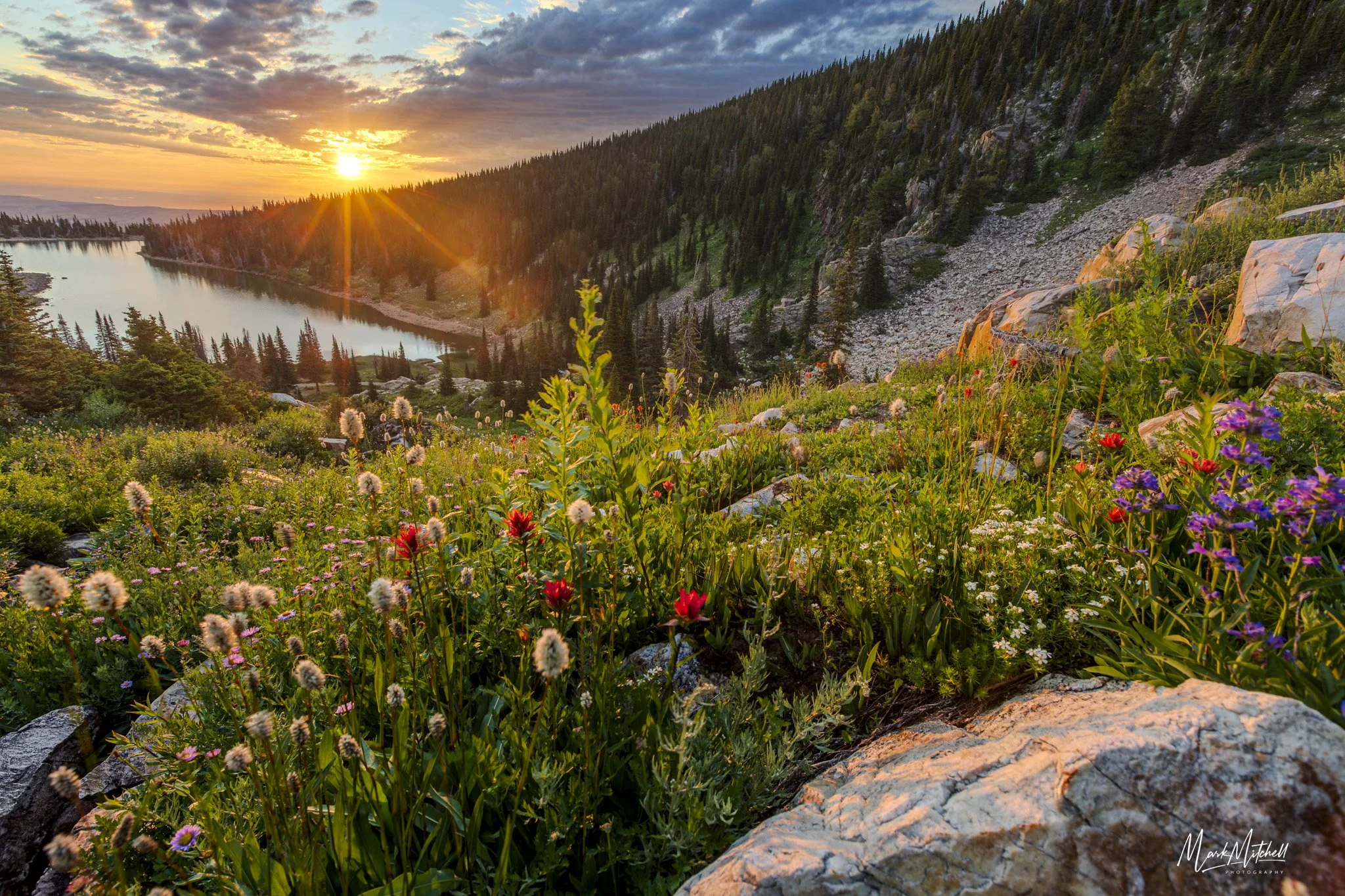 Golden Sunrise on Wildflowers