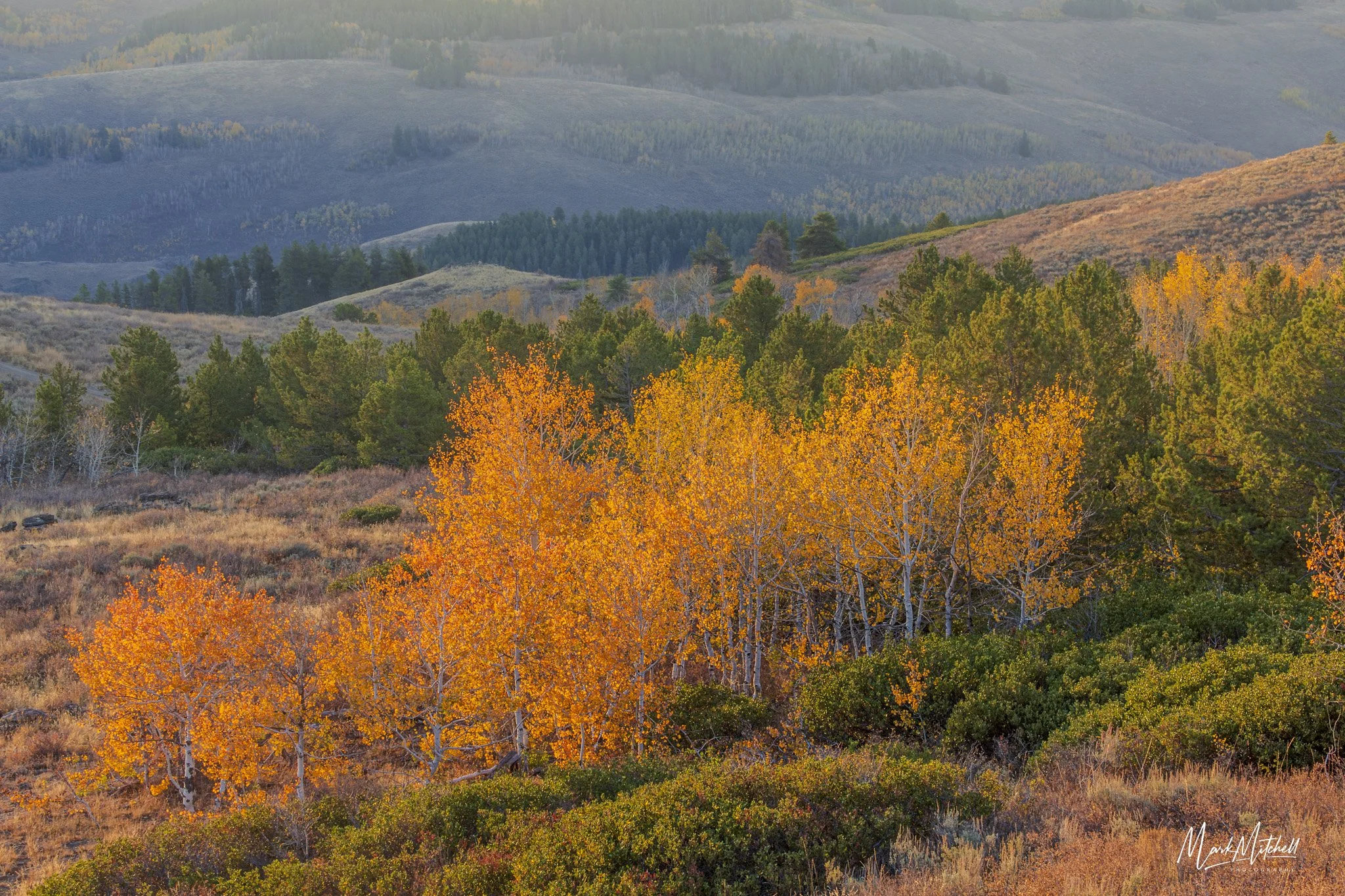 Pines and Aspens in the South Hills