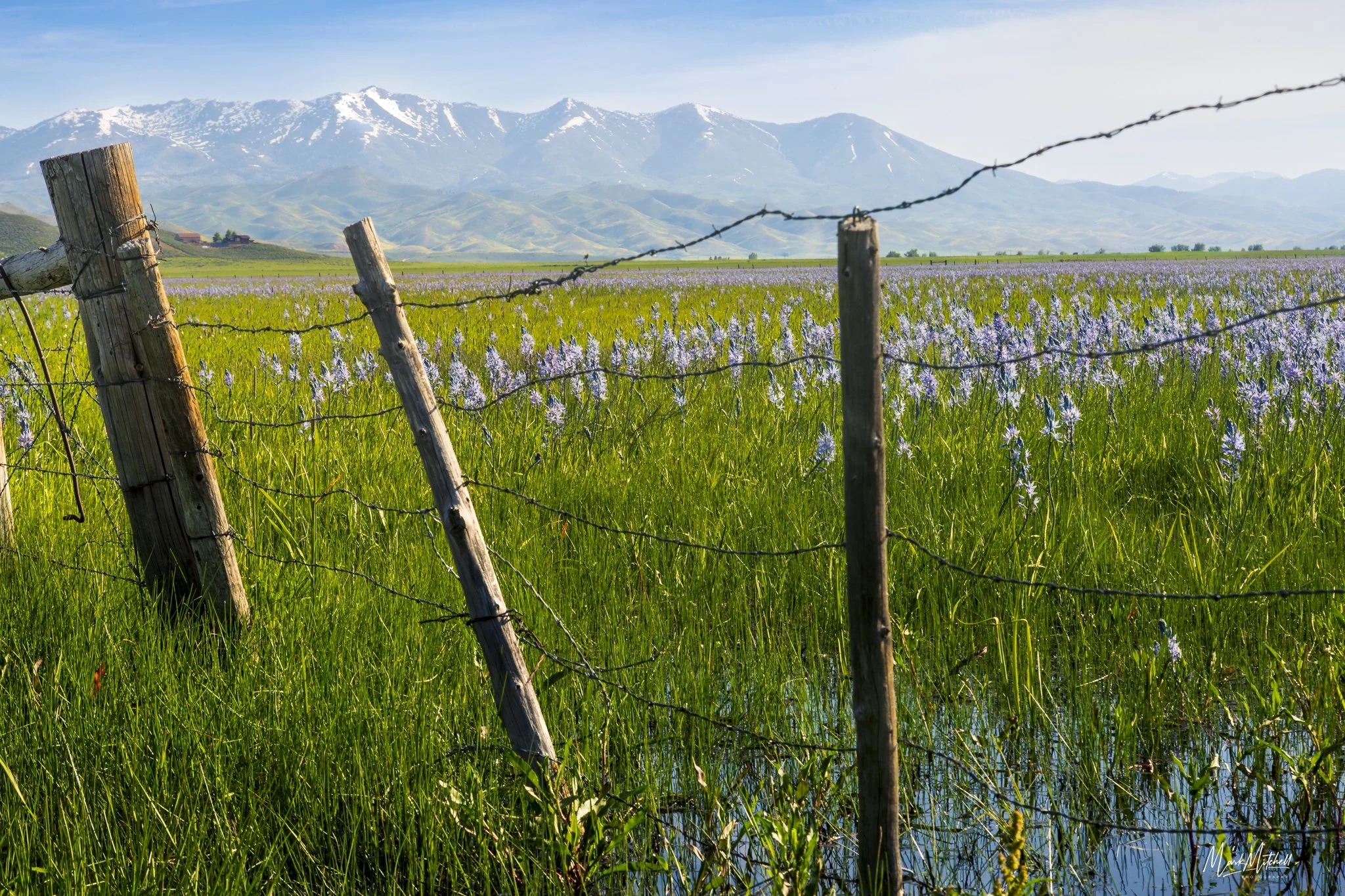Camas Lilies at Centennial Marsh | Hill City, Idaho