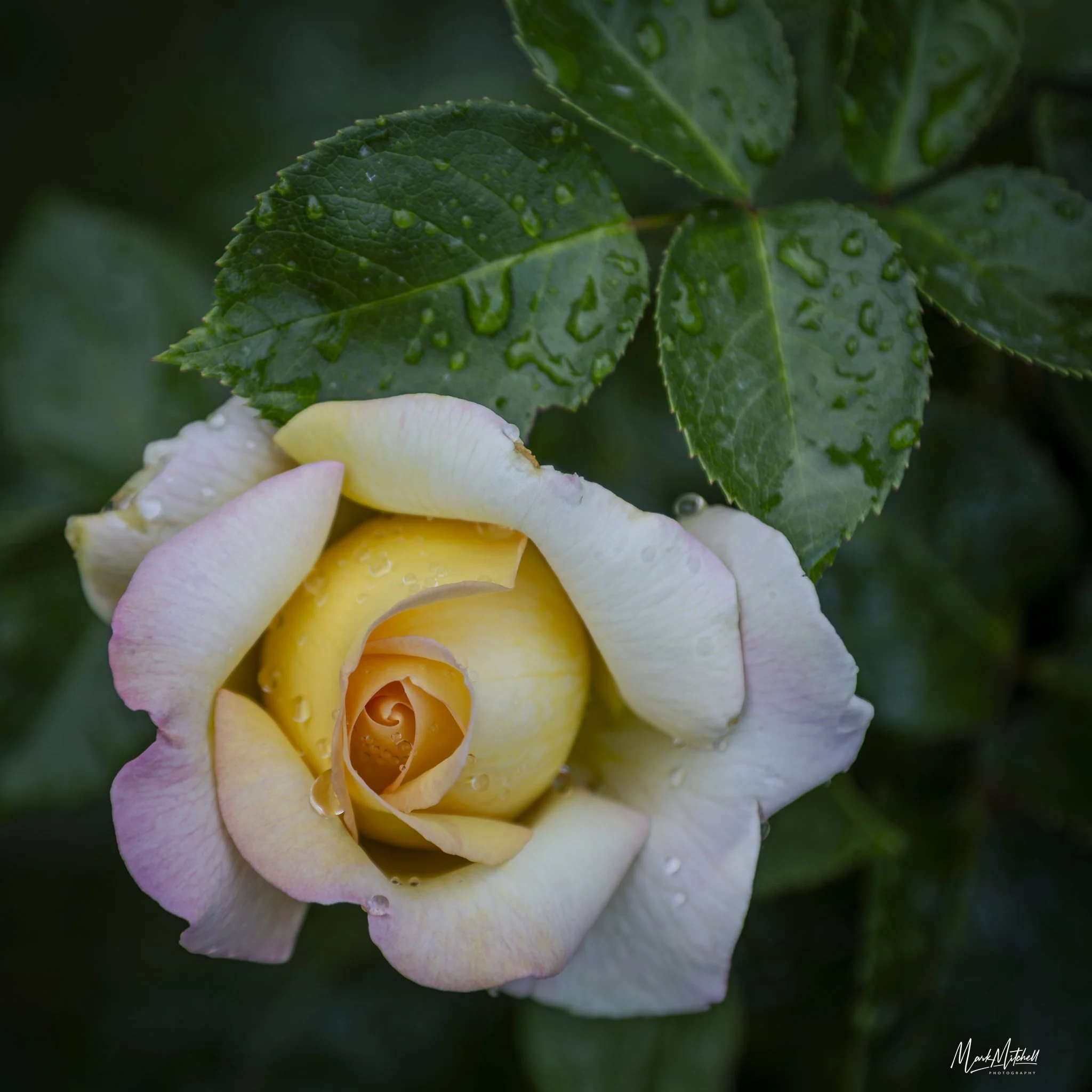 Glorious Pastels - Twin Falls, Idaho