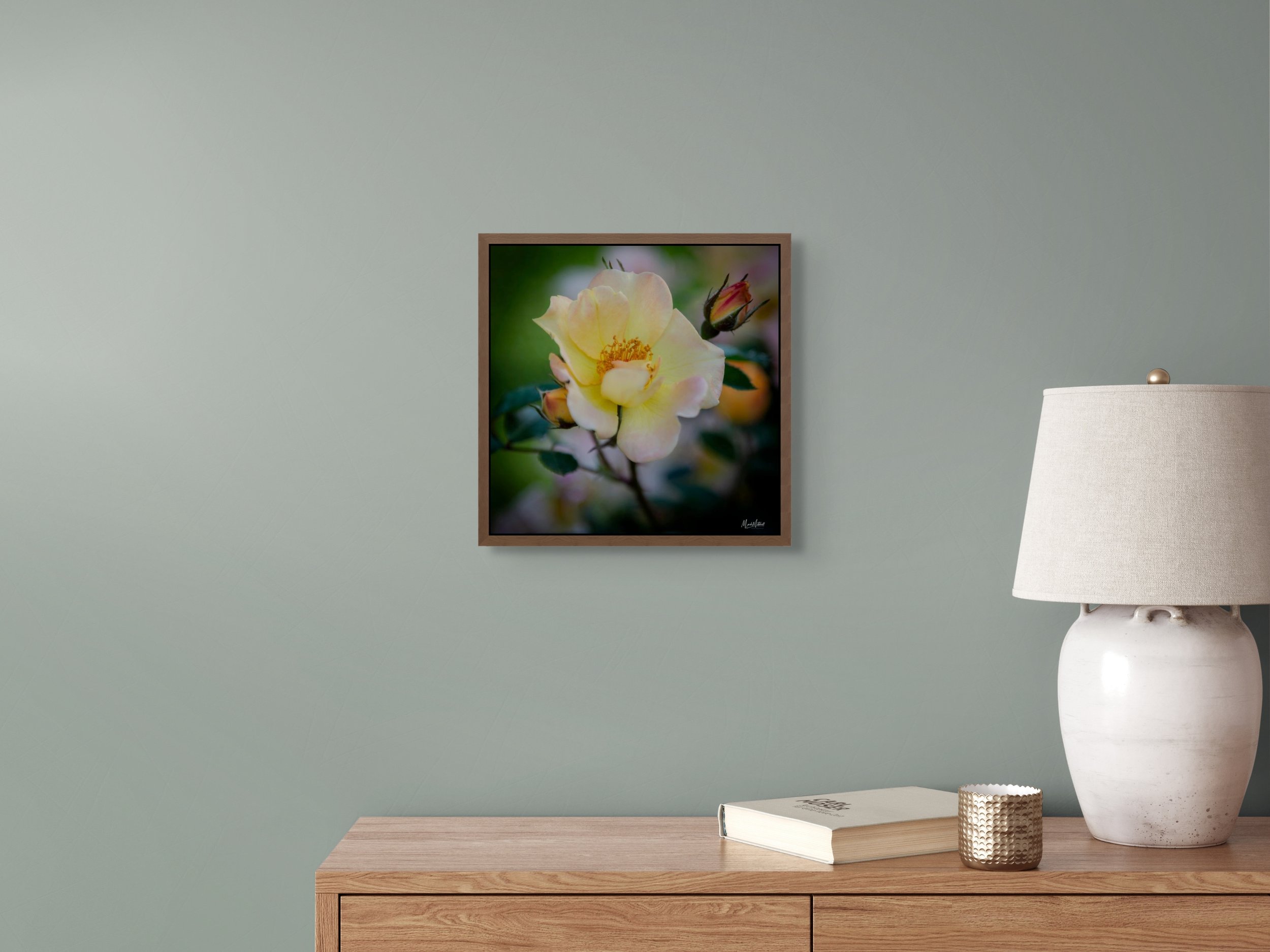 harison's yellow rose-full.jpg