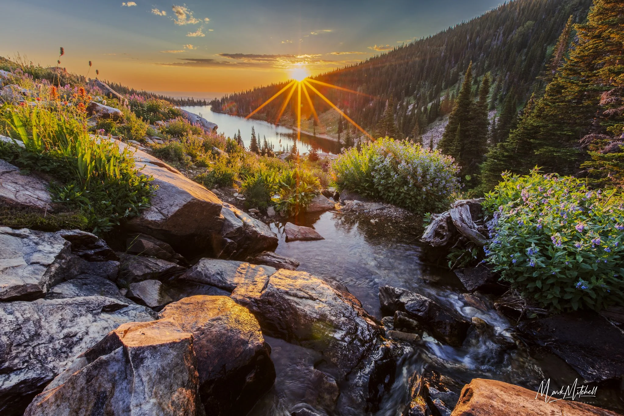 Creek and Wildflowers above Lake Cleveland