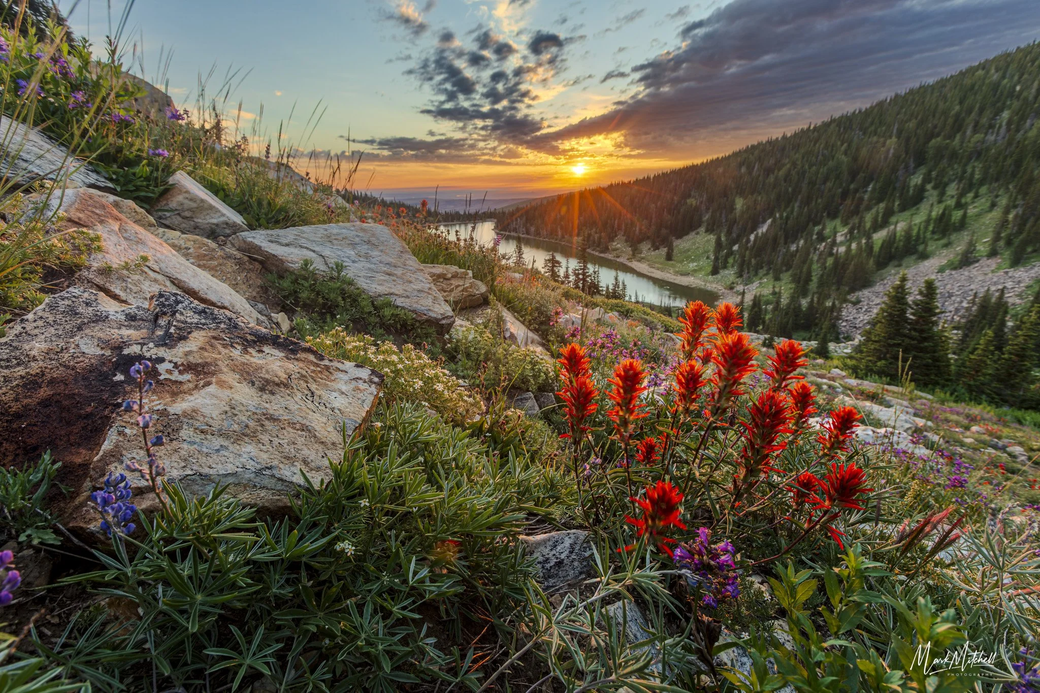 Indian Paintbrush and Granite