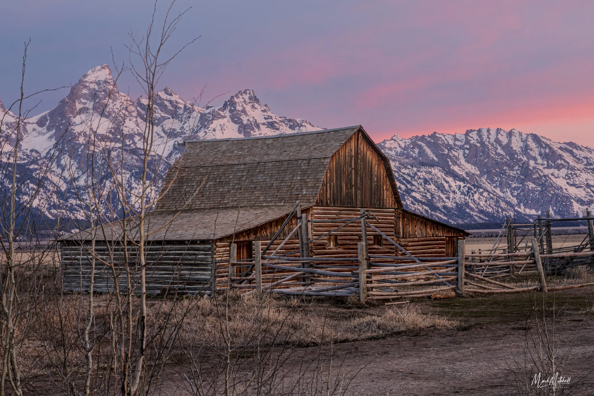 Saplings and Sunrise at John Moulton Barn | Jackson, Wyoming