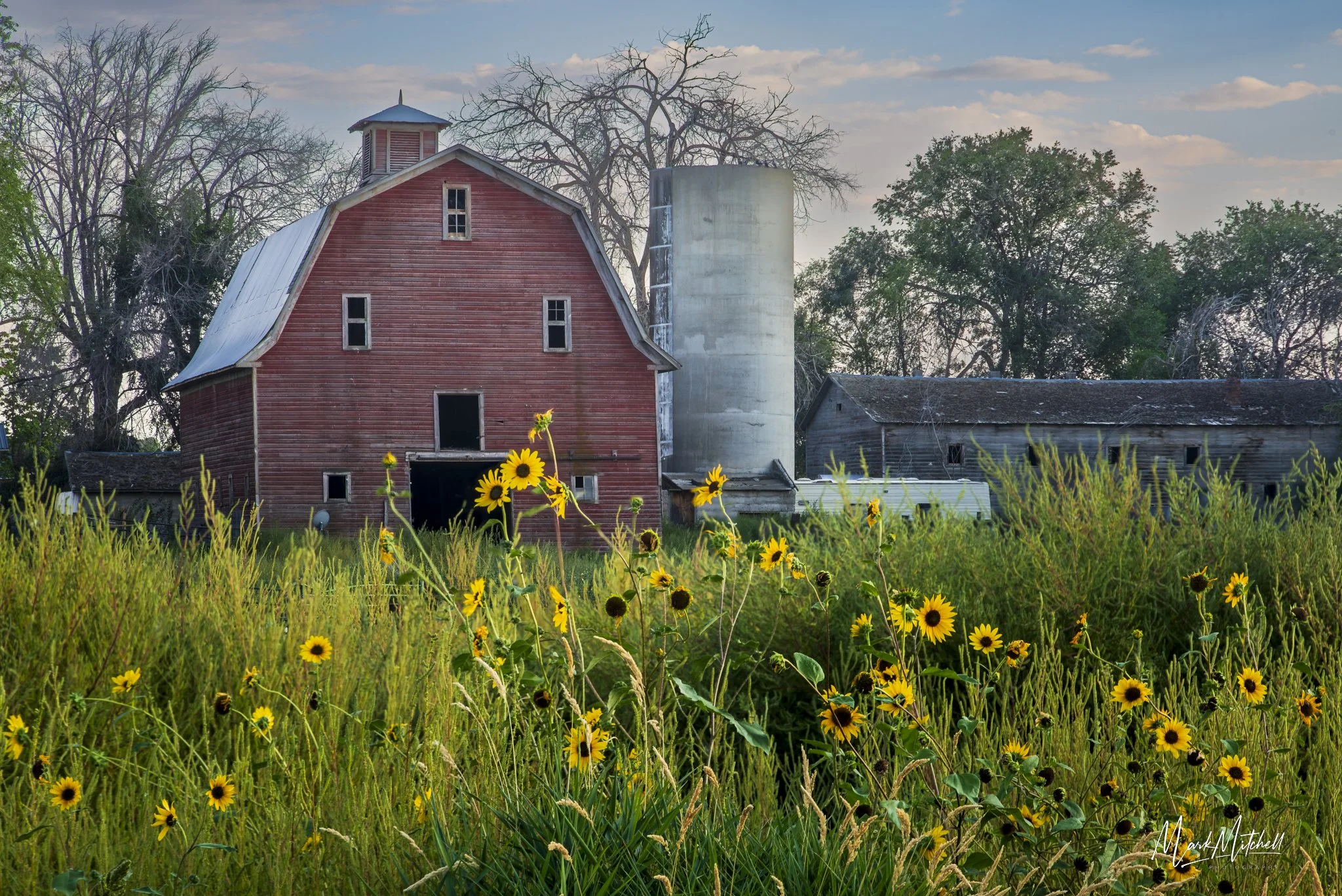 Wild Sunflowers at the Rudolf Kunze Barn in Rural Buhl