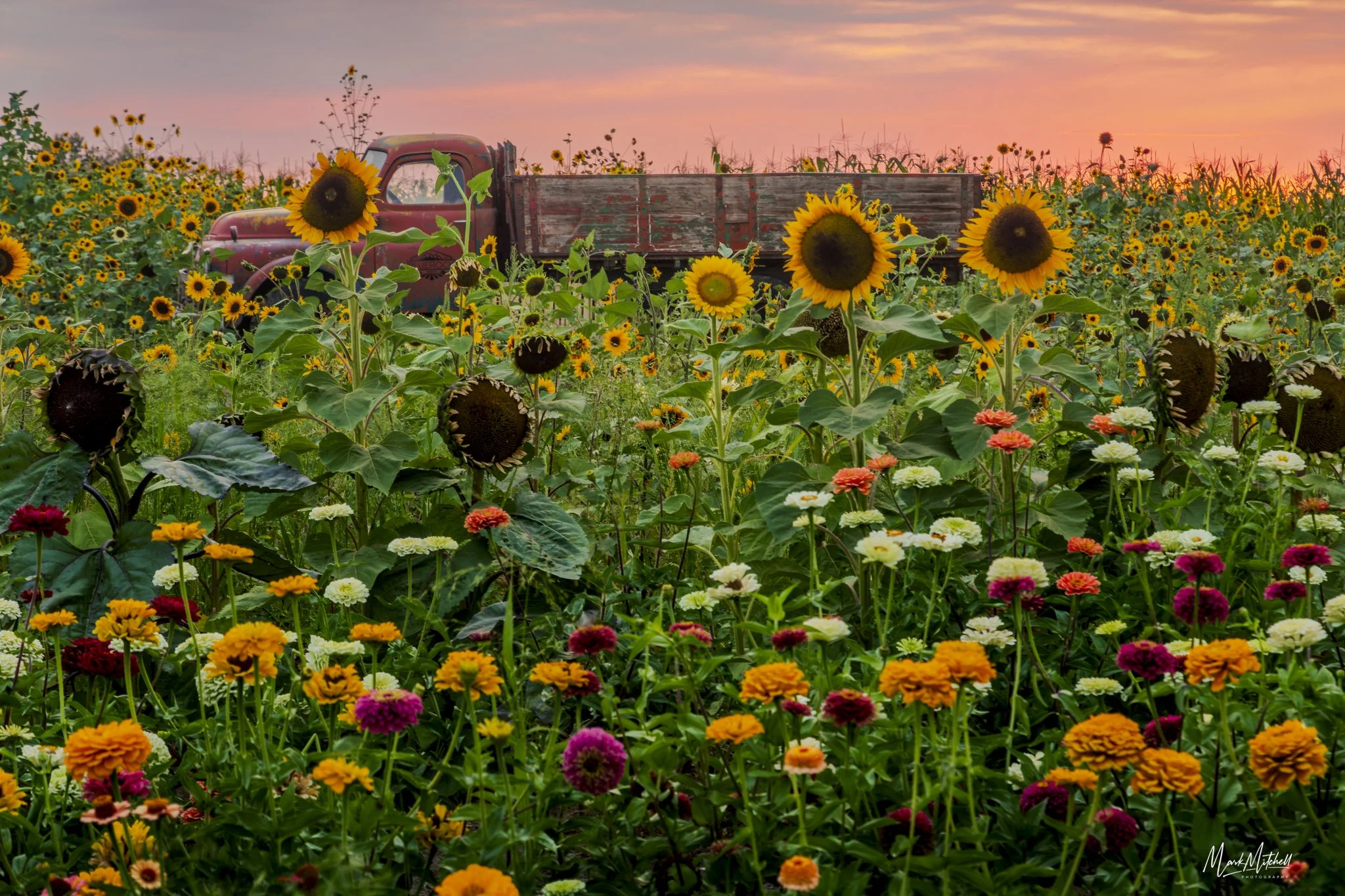 Dahlias and Sunflowers at Blue Rock Farm Market | Twin Falls, Idaho