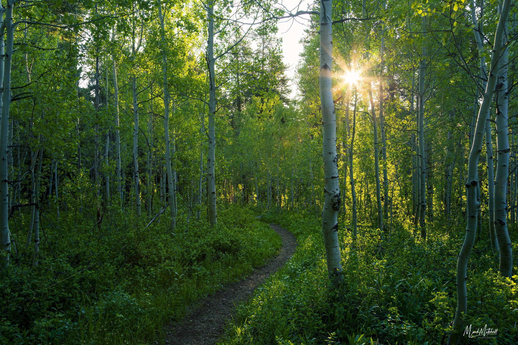Spring Aspens
