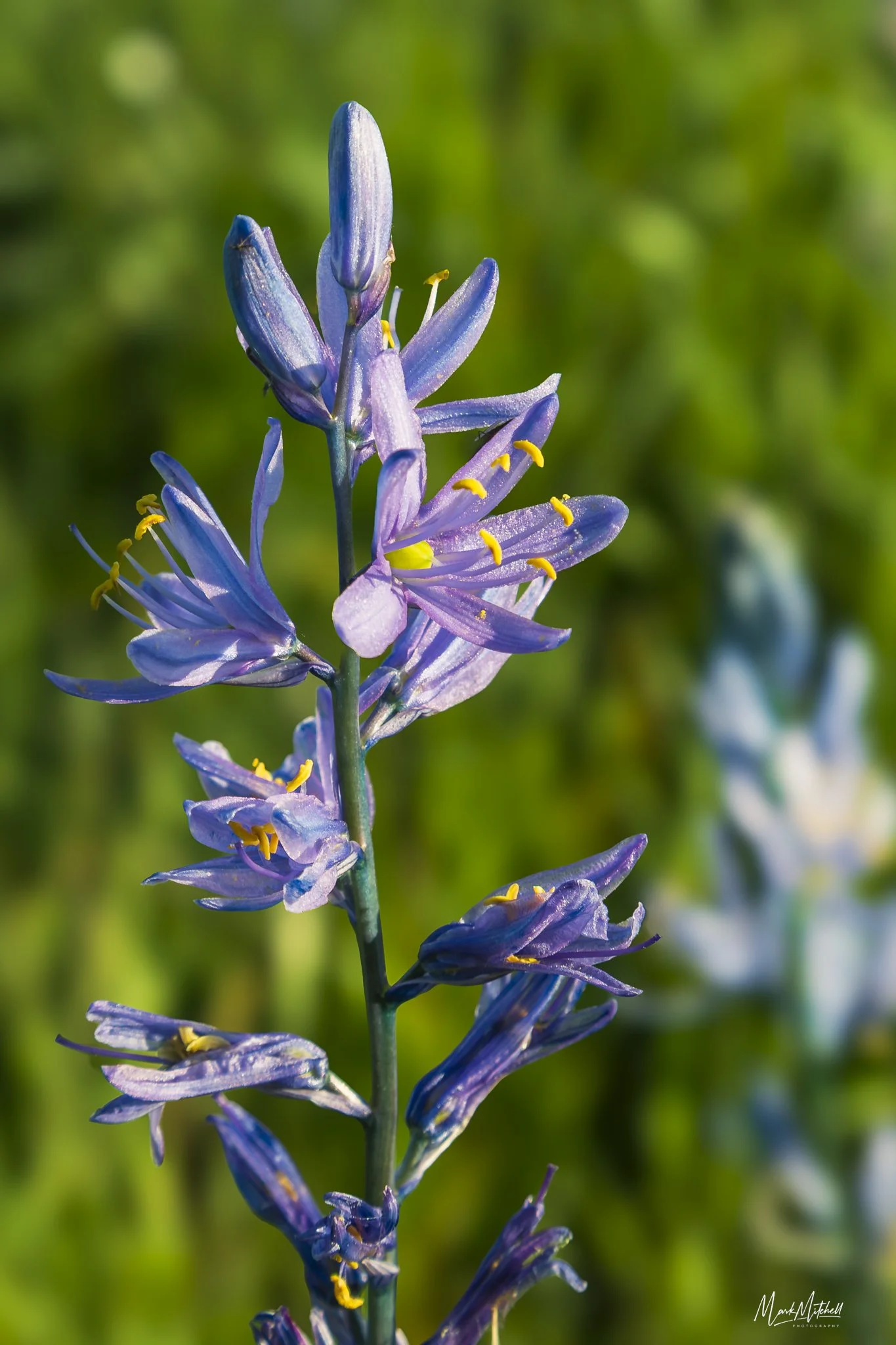 Camas Lily in Bloom.jpg