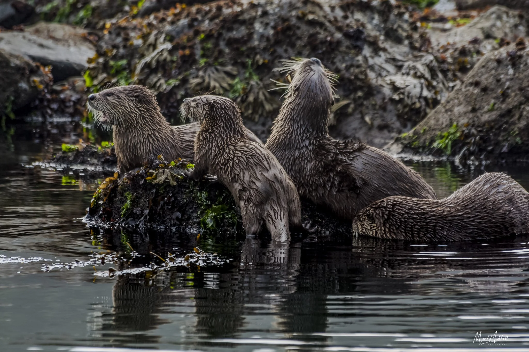 Otters at LaPush 2nd Beach | Washington