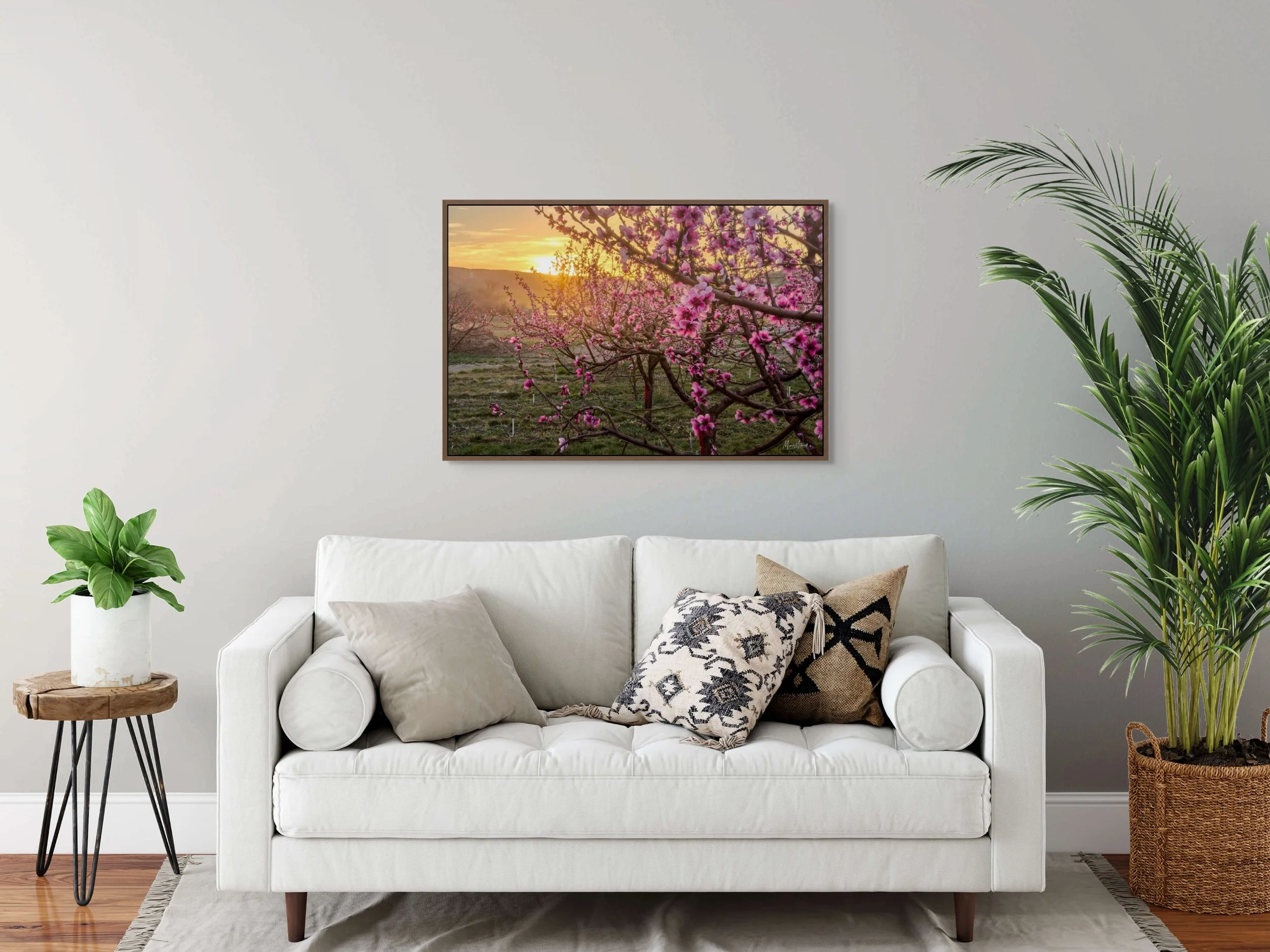 peach orchard in bloom-full.jpg
