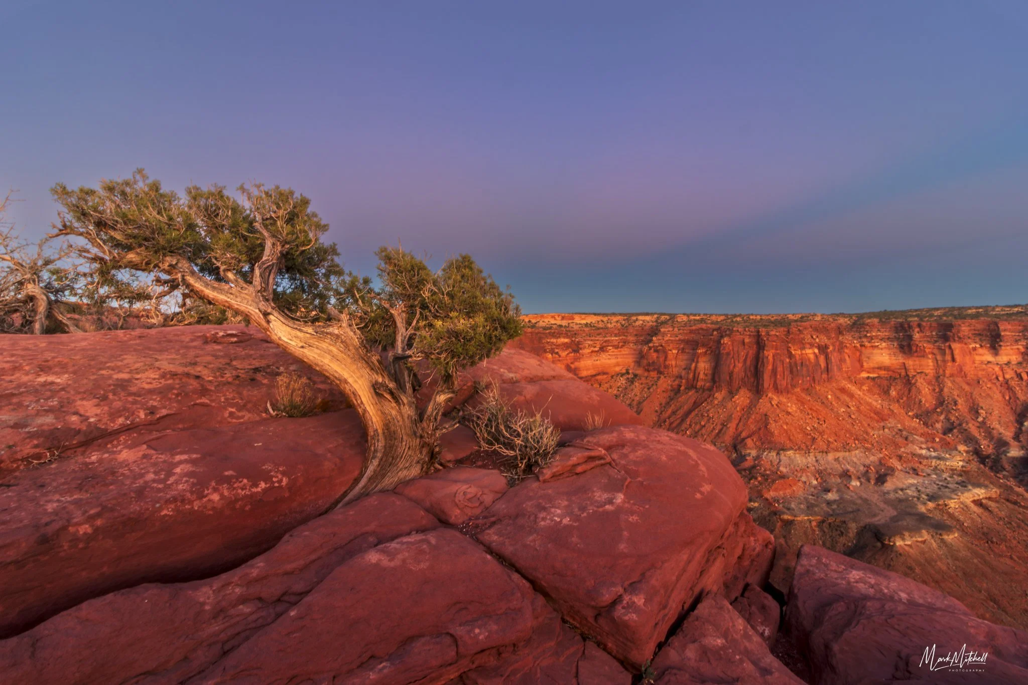 Juniper at Canyonlands National Park | Moab, Utah