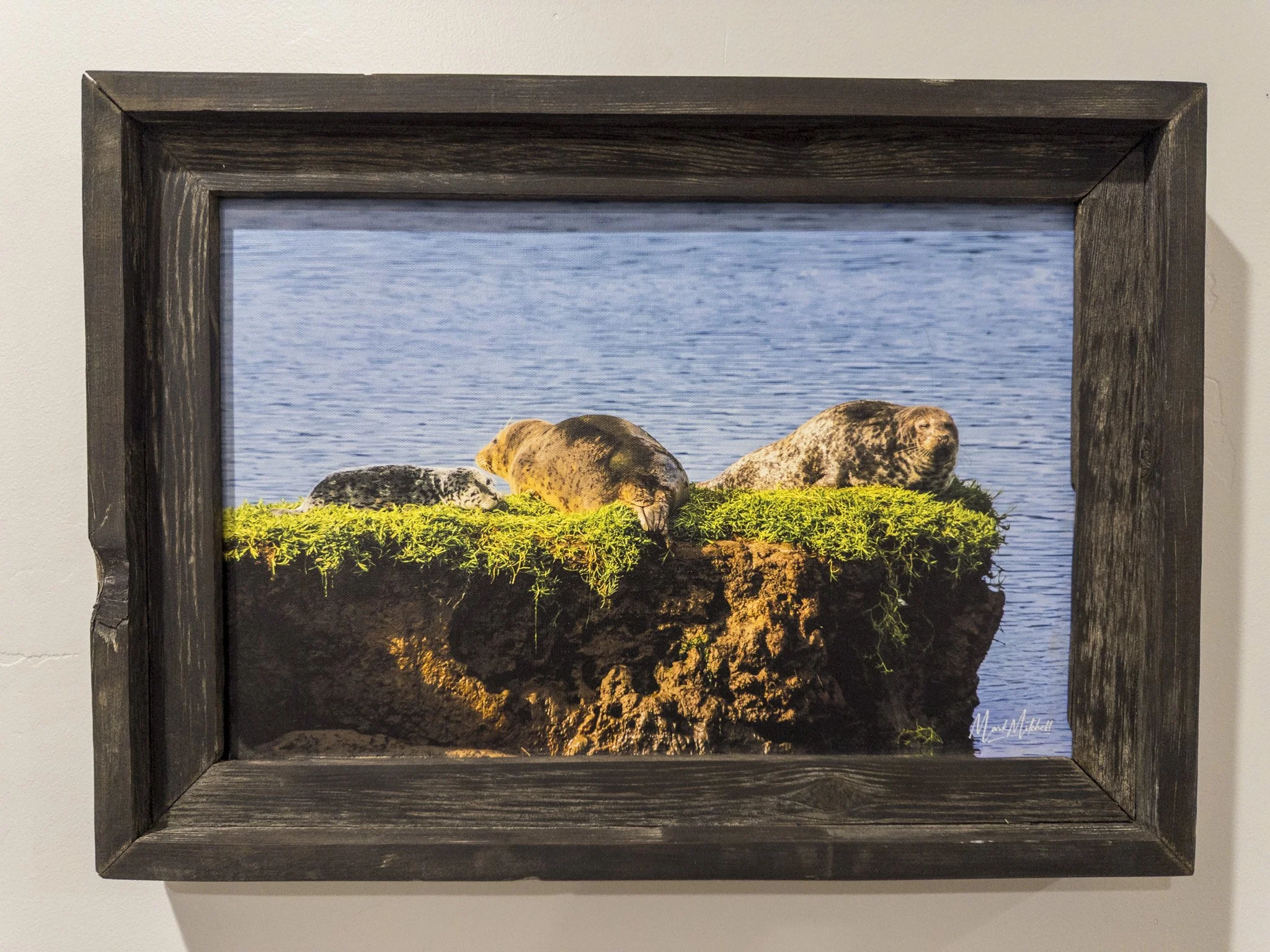 Harbor Seal Family Sunbathing | Western Washington Landscape Fine Art Print