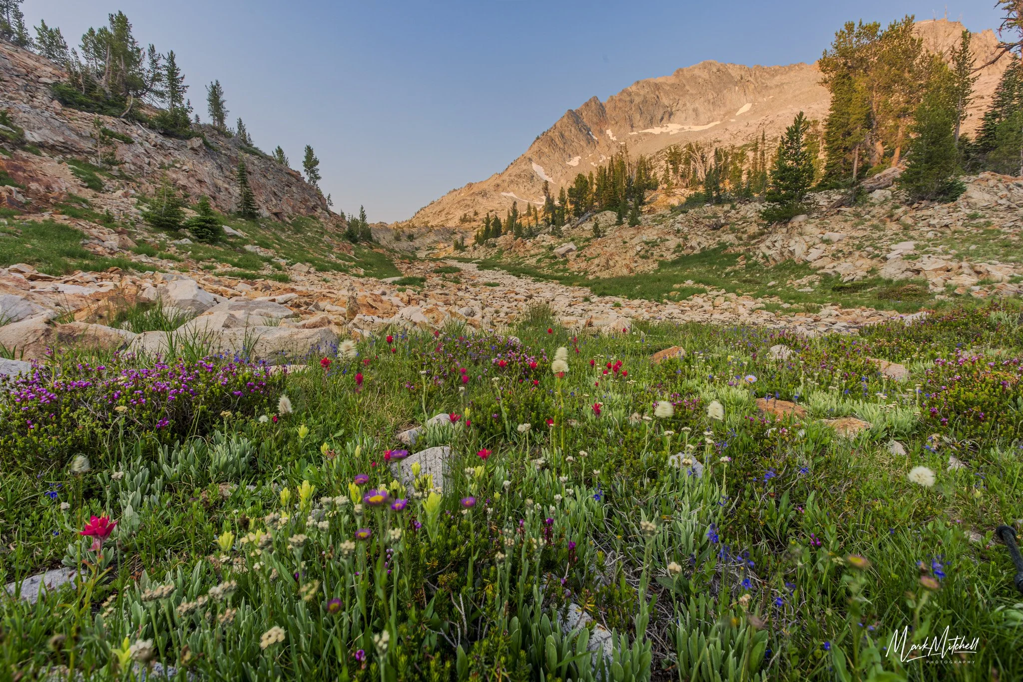 Wildflowers at Snowyside Pass