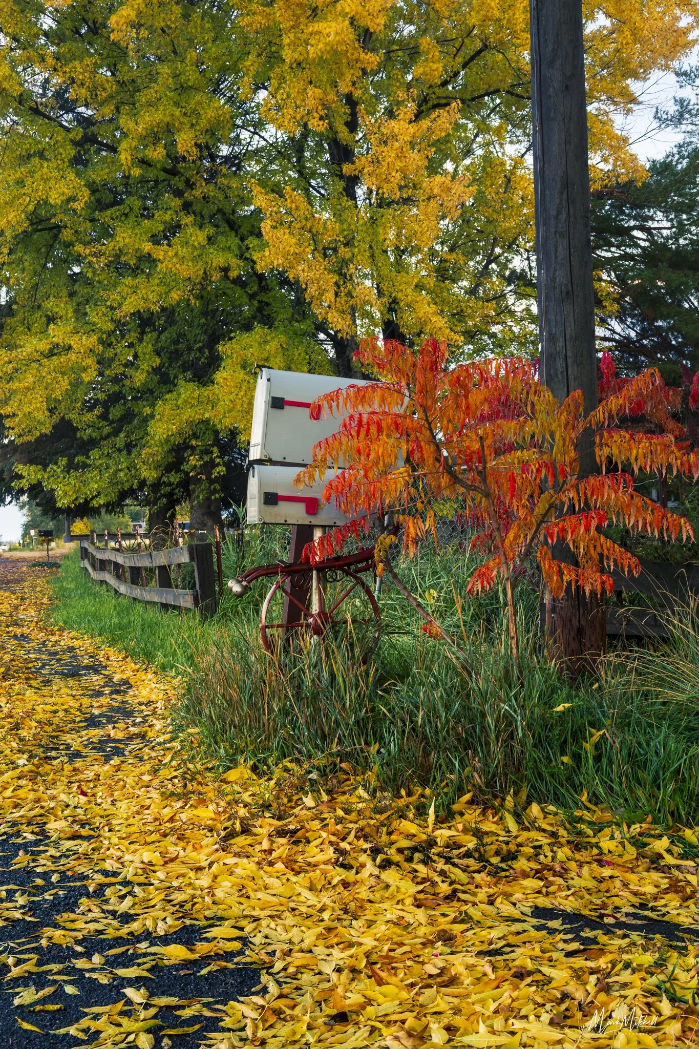 Rural Street Fall Colors - Twin Falls, Idaho