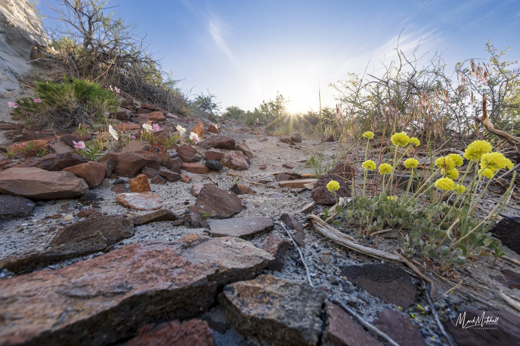 Wildflowers at Teepee Rocks.jpg