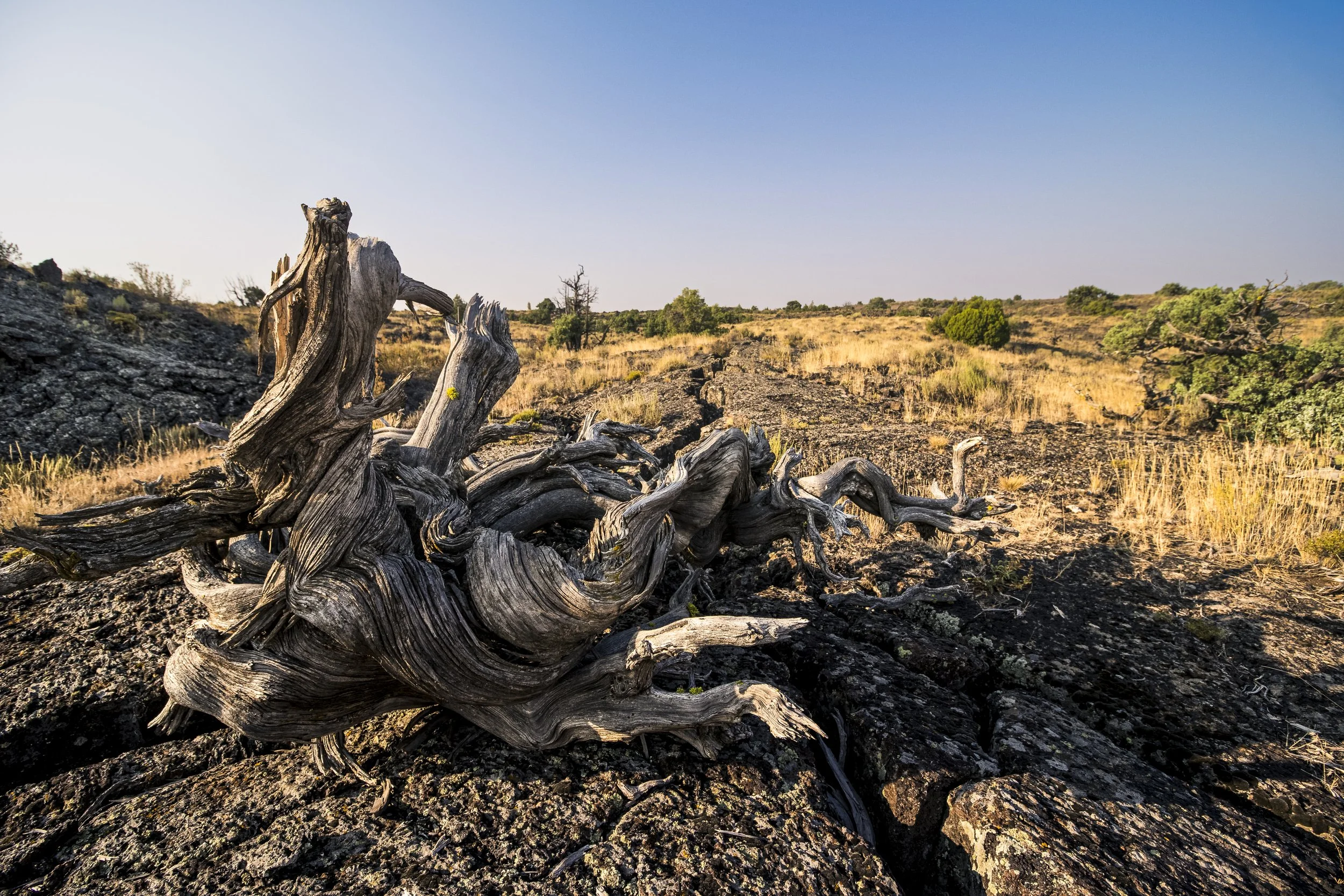 Gnarly Juniper at Hell's Half Acre | Southern Idaho Landscape Fine Art Print