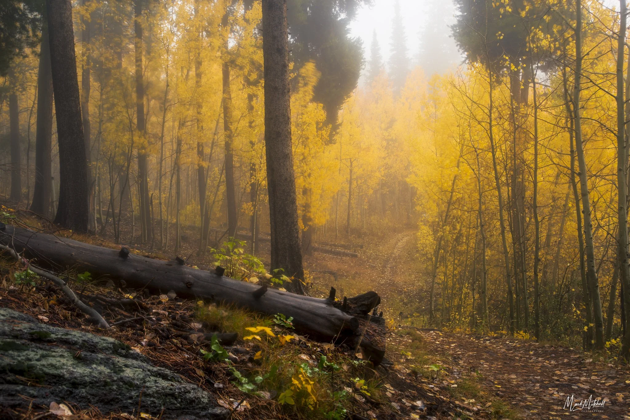 Misty Autumn Trail - South Hills Idaho
