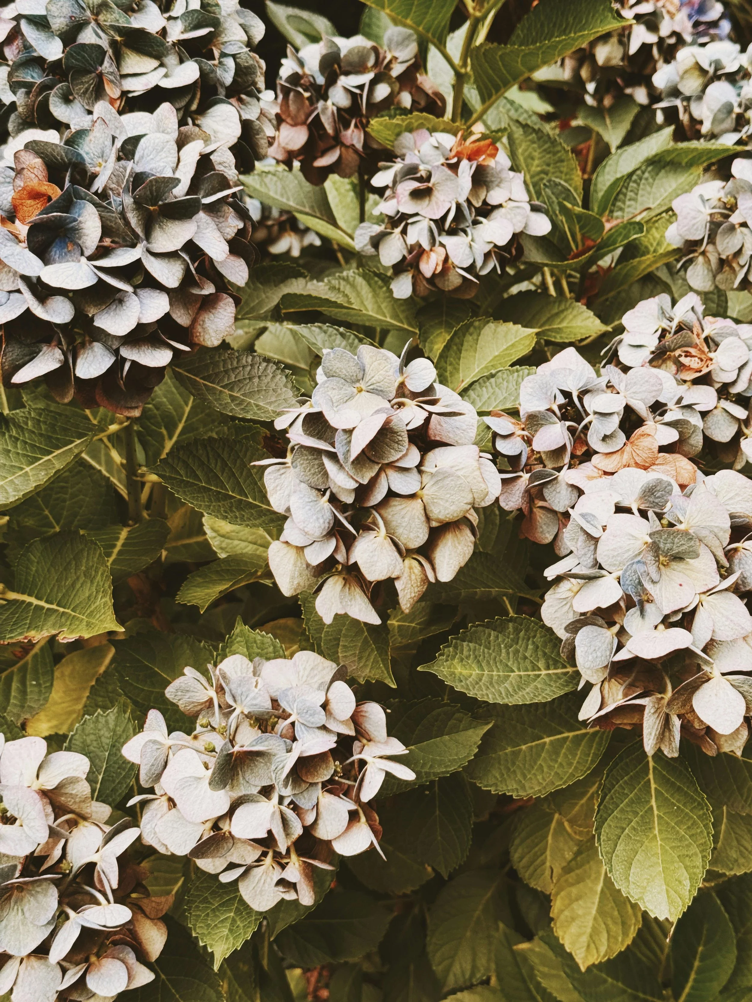 Close-up of clustered hydrangea flowers with green leaves.