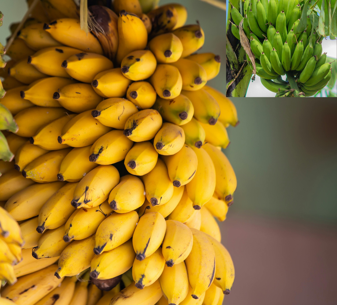 Bananas